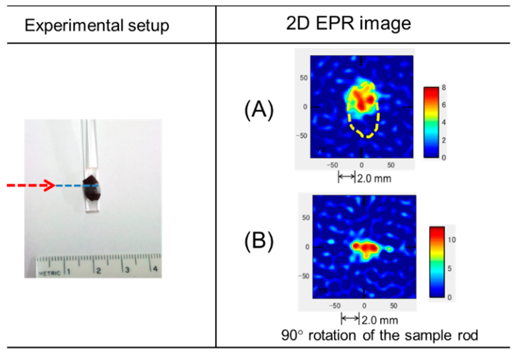 Antioxidants 09 00493 g006 Antioxidants 09 00493 g006