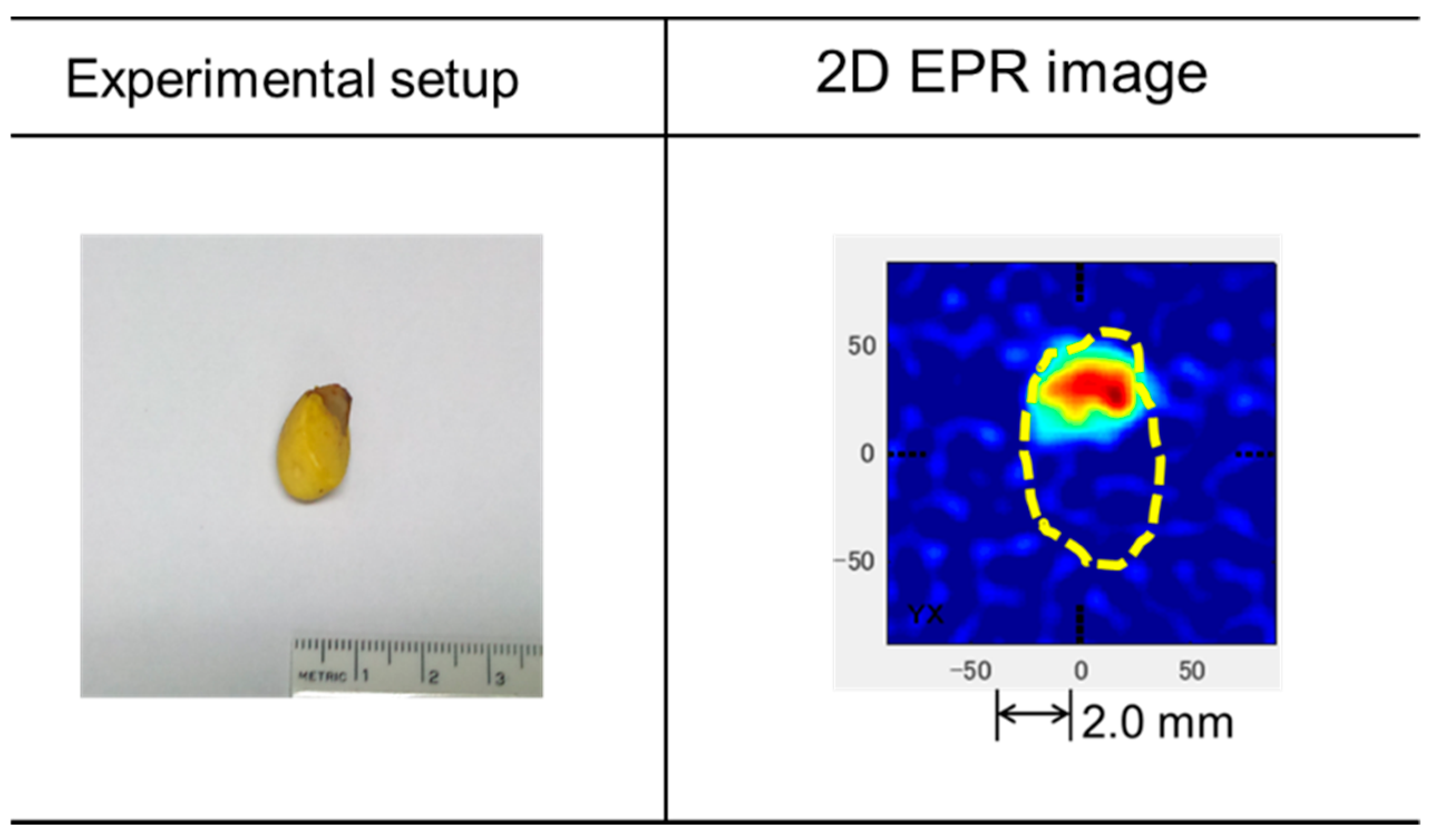 Antioxidants 09 00493 g007 Antioxidants 09 00493 g007