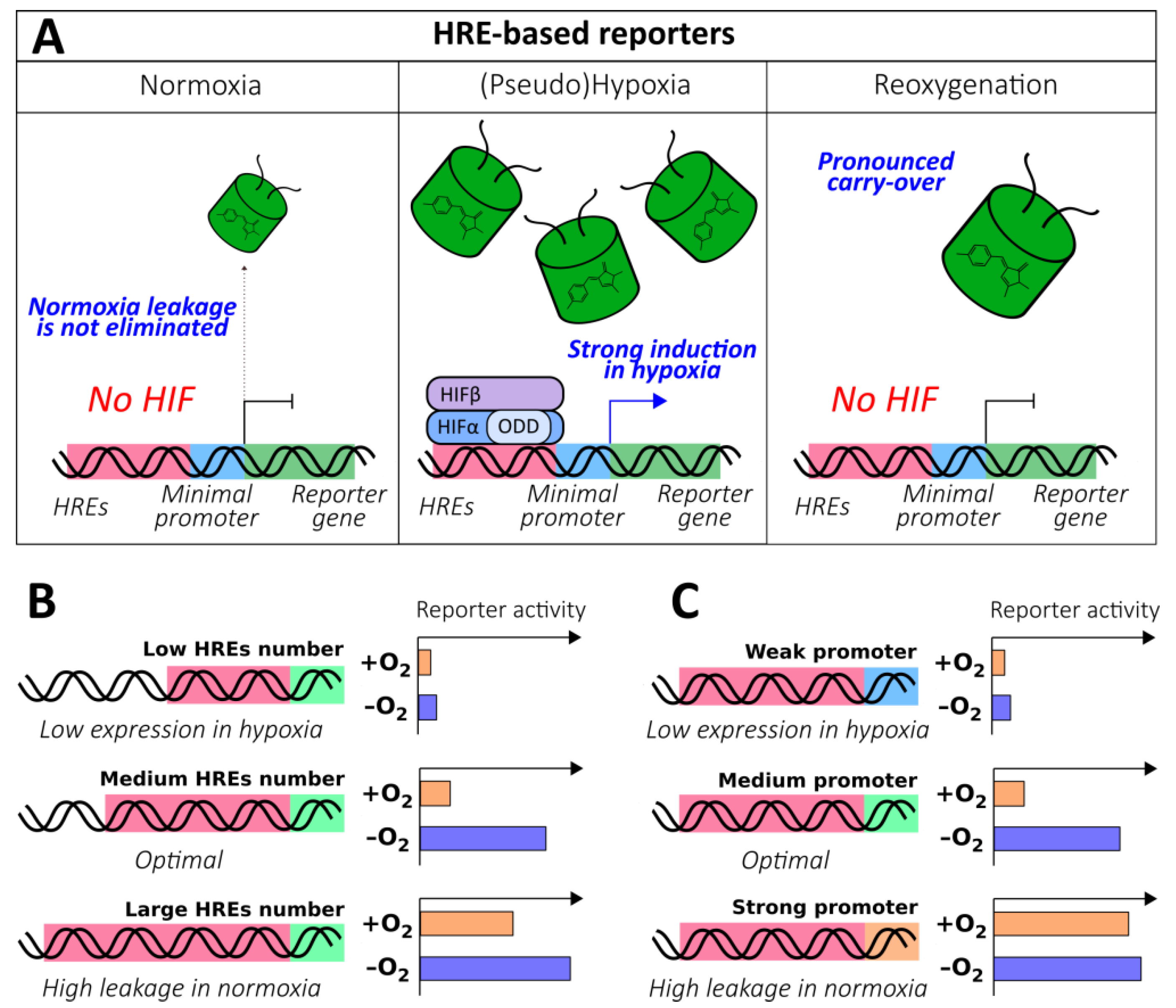 Antioxidants 09 00516 g003 Antioxidants 09 00516 g003