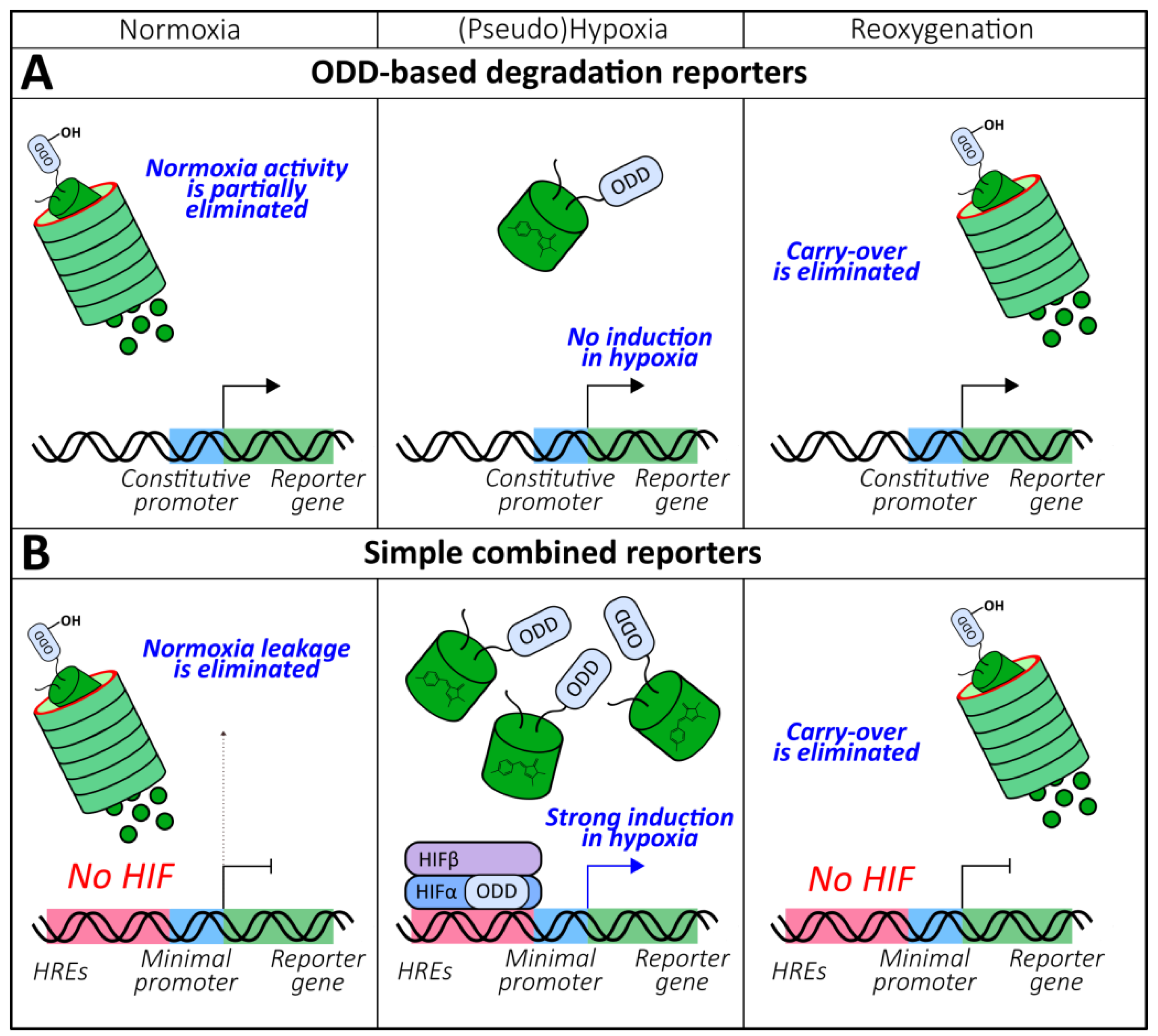 Antioxidants 09 00516 g004 Antioxidants 09 00516 g004