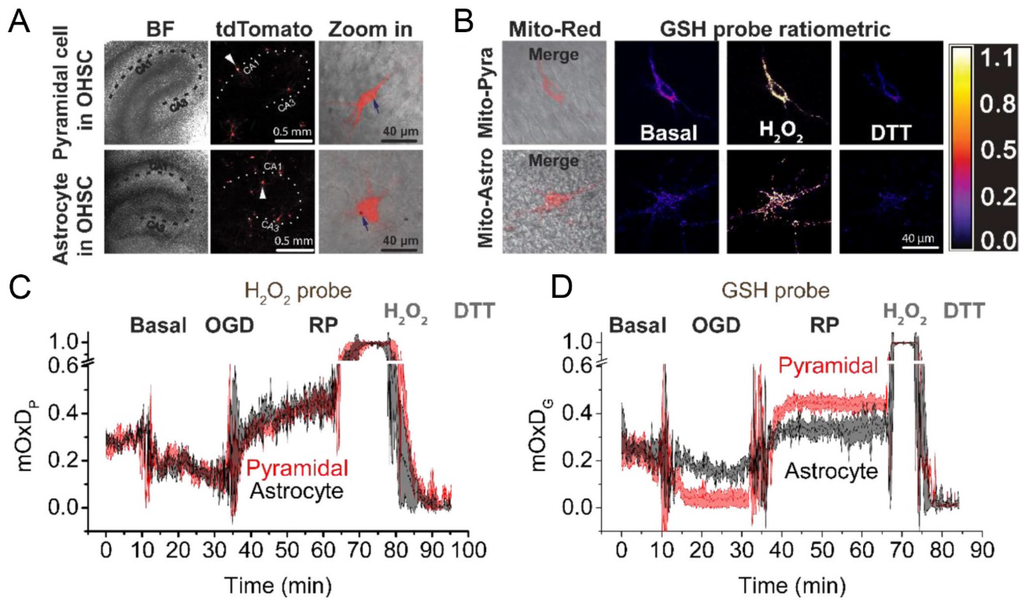 Antioxidants 09 00516 g009 Antioxidants 09 00516 g009