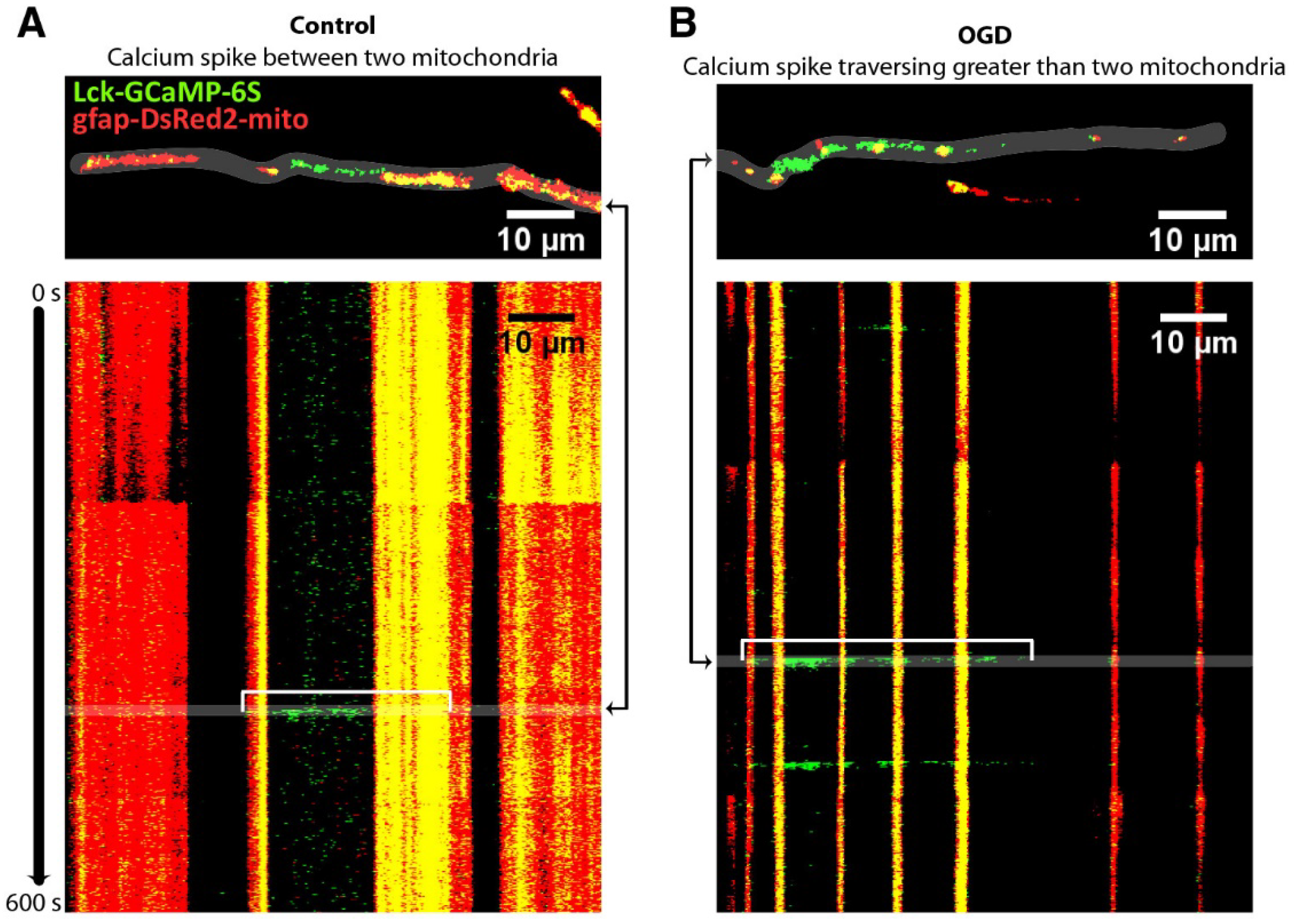 Antioxidants 09 00516 g010 Antioxidants 09 00516 g010