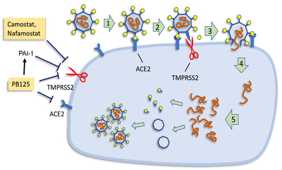 purotandim nrf2  2個 Nrf2 Activator PB125® as a Potential Therapeutic Agent