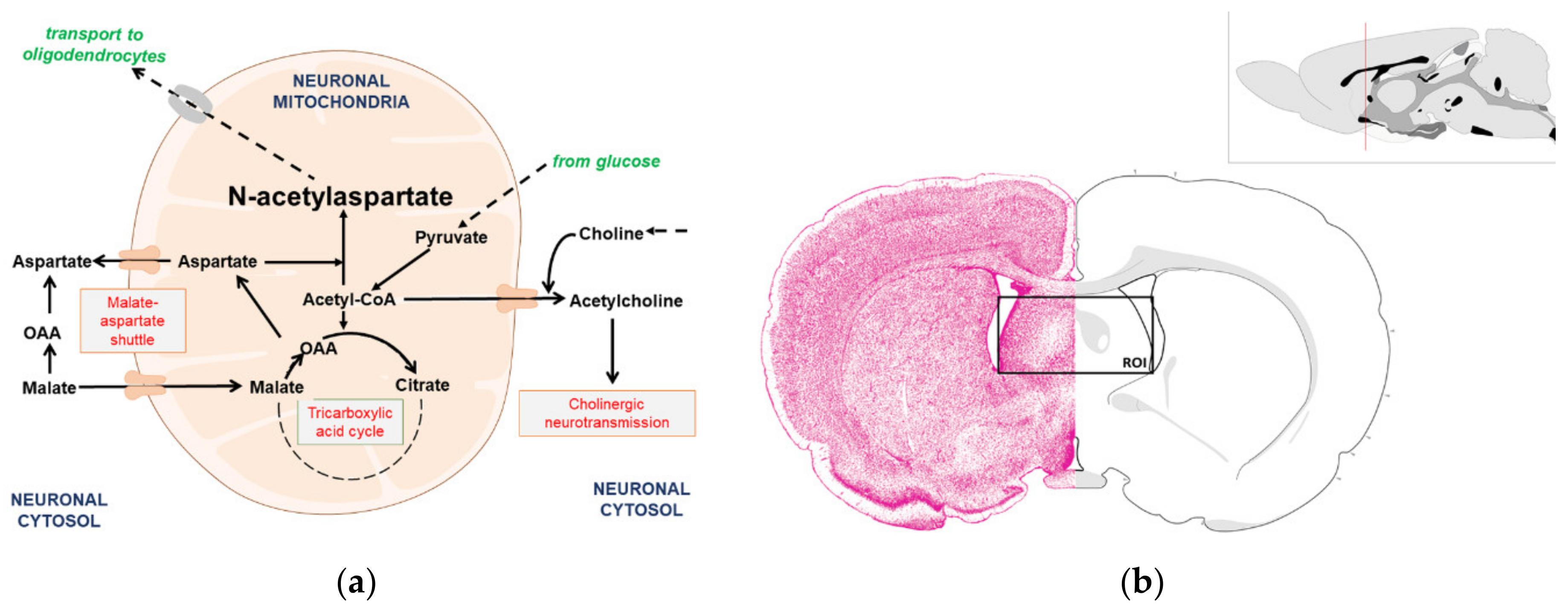 Antioxidants 09 00522 g001 Antioxidants 09 00522 g001