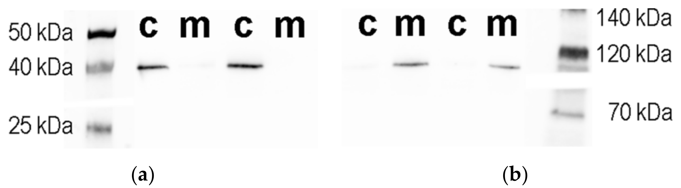 Antioxidants 09 00522 g003 Antioxidants 09 00522 g003