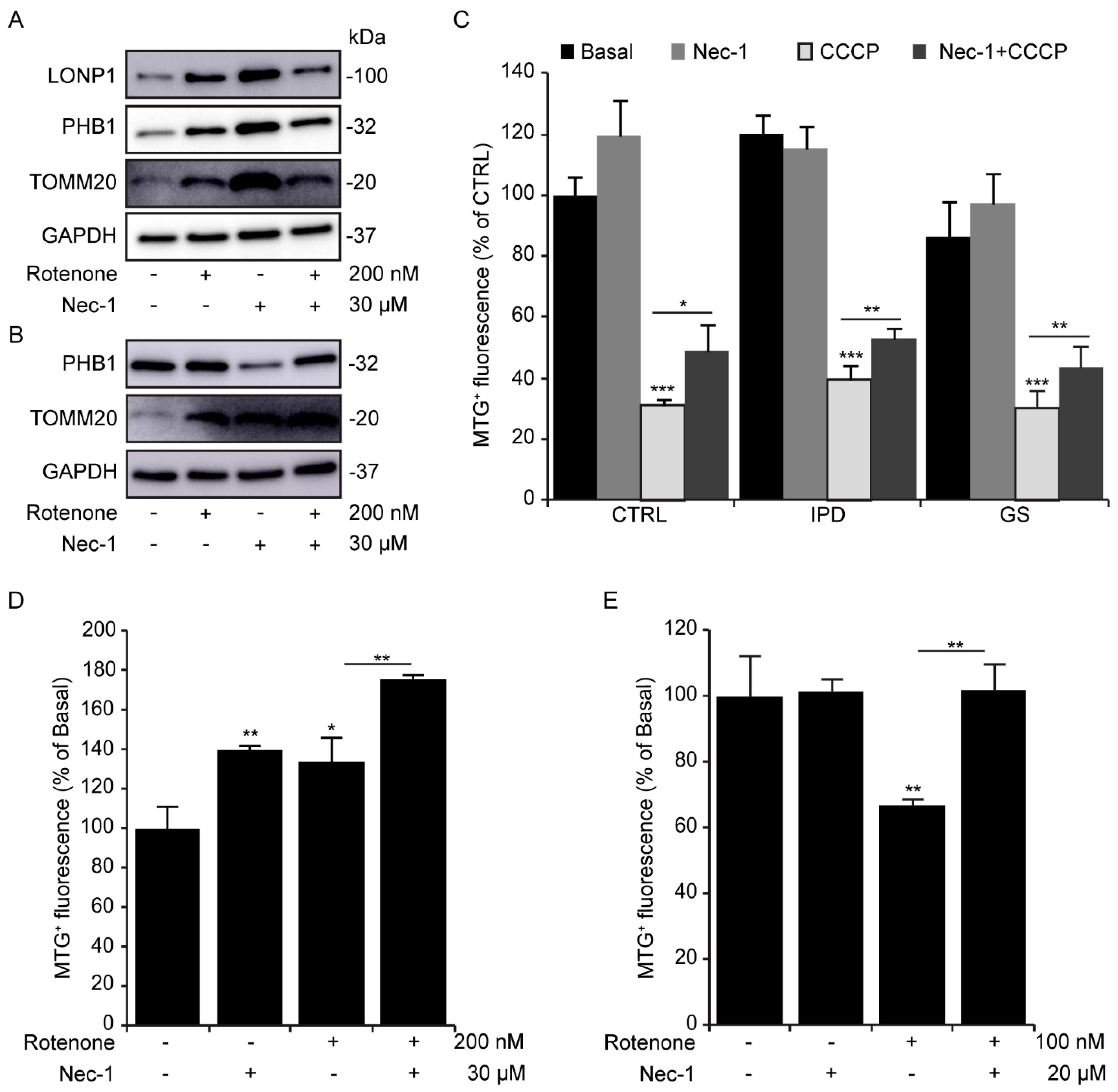 Antioxidants 09 00524 g005 Antioxidants 09 00524 g005