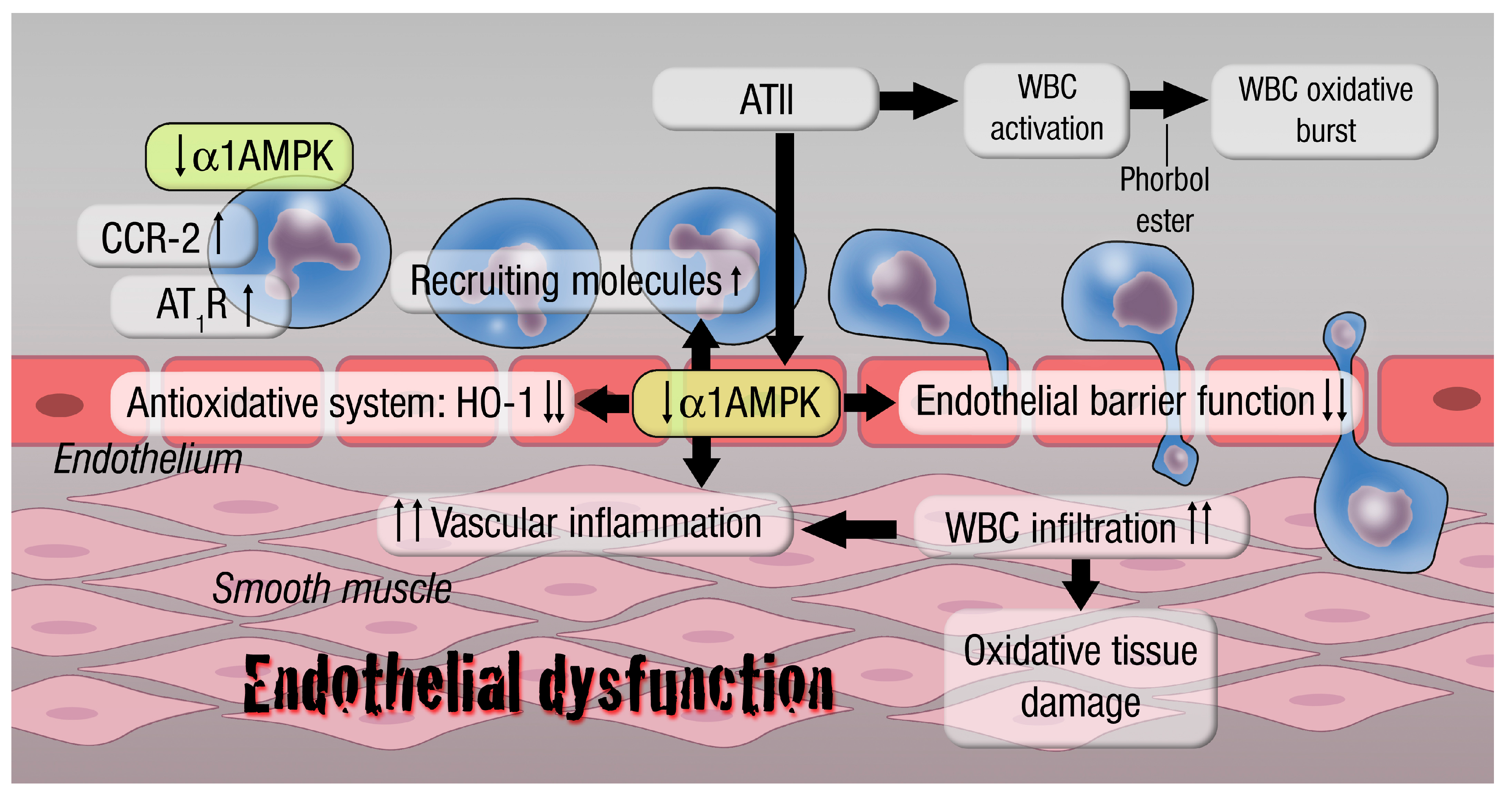 Antioxidants Free FullText The AMPActivated Protein Kinase Plays