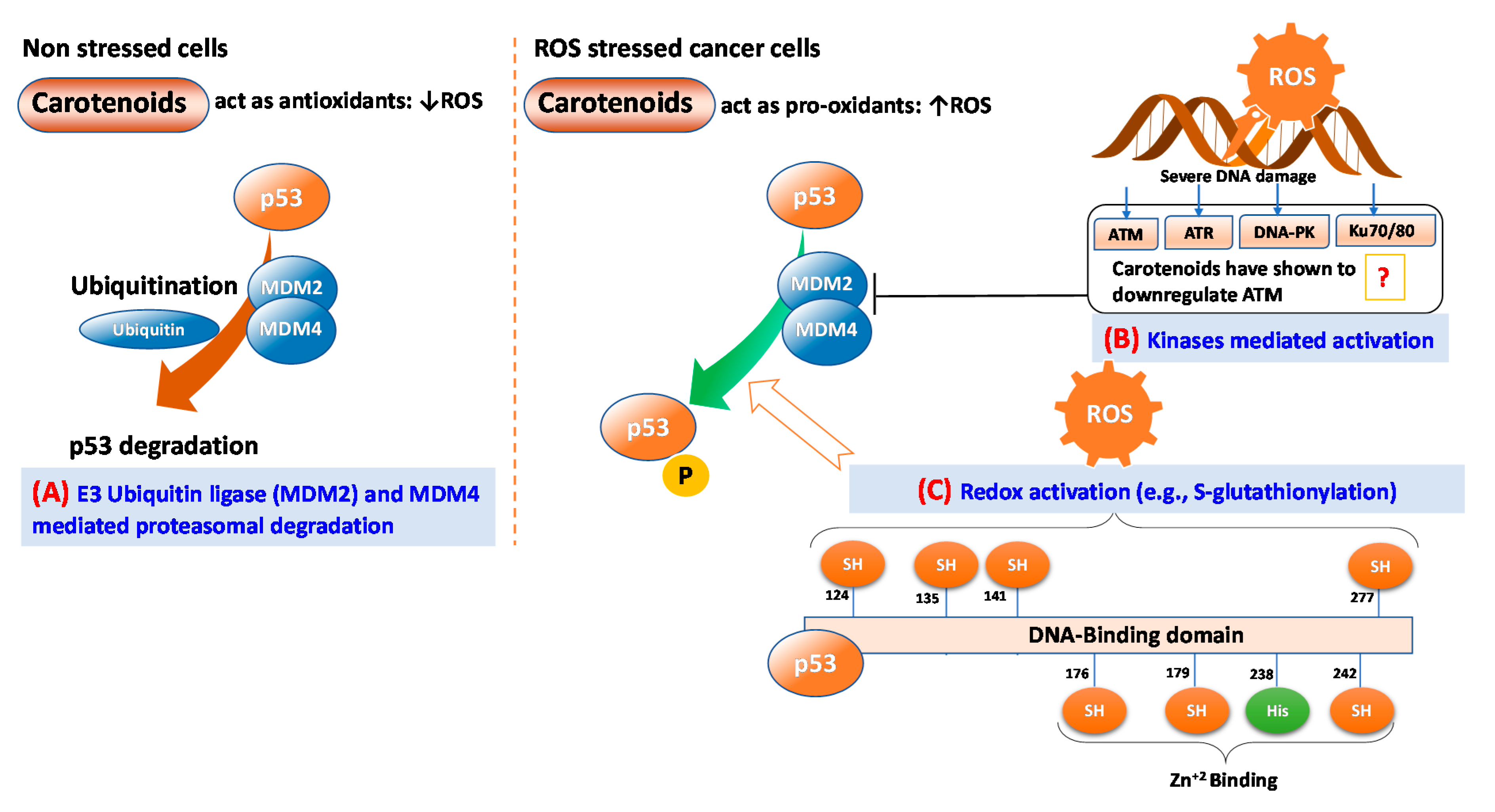 Antioxidants Free FullText Prooxidant Actions of Carotenoids in