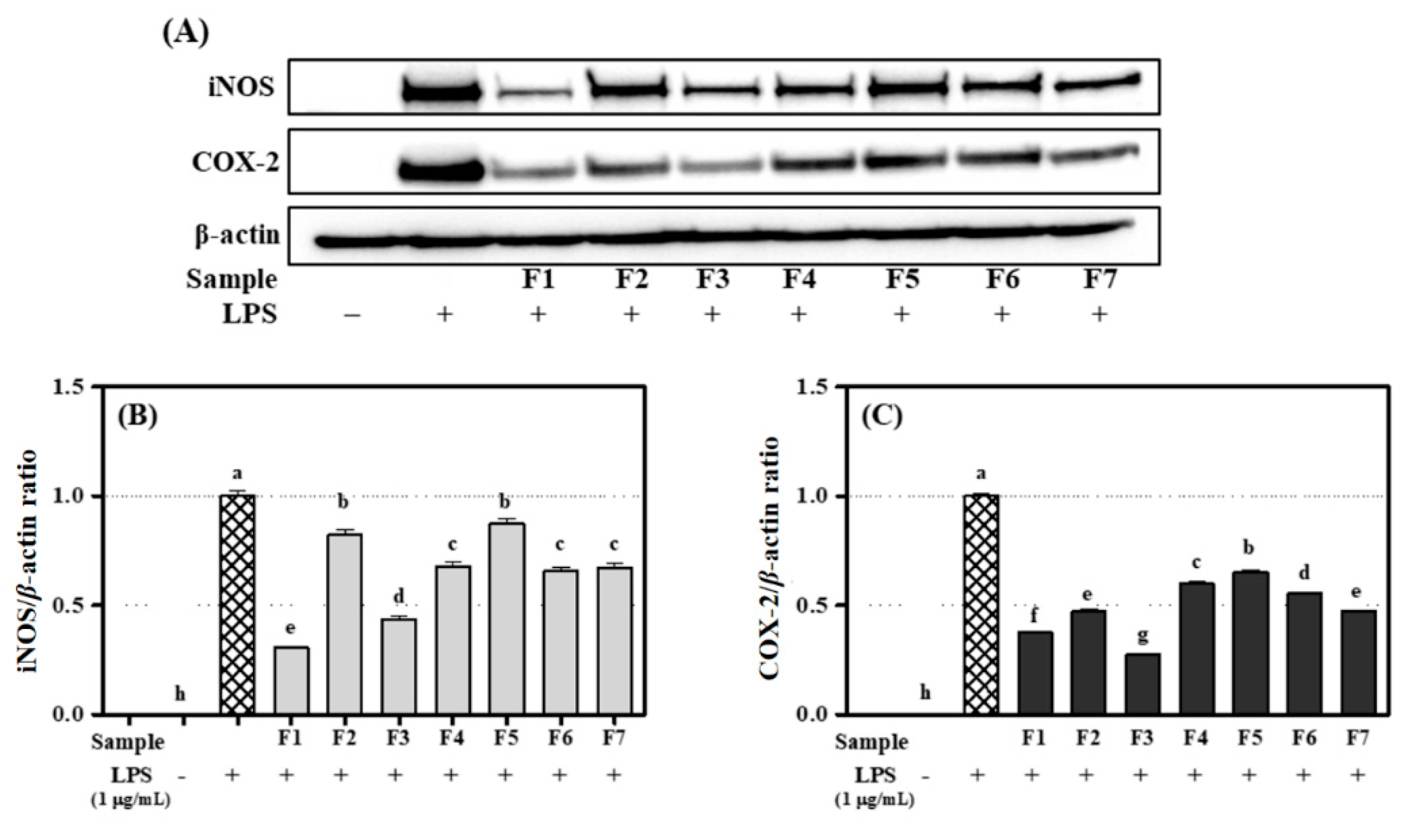 Antioxidants 09 00539 g007 Antioxidants 09 00539 g007