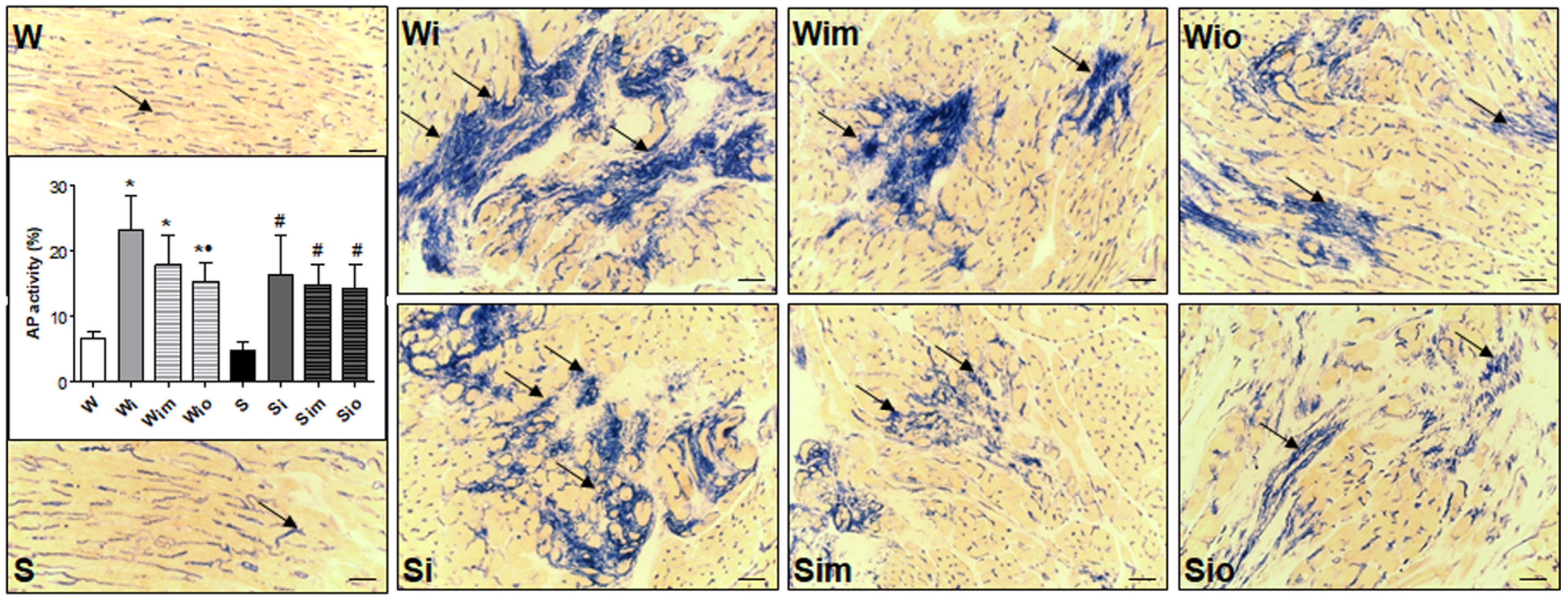 Antioxidants 09 00546 g008 Antioxidants 09 00546 g008