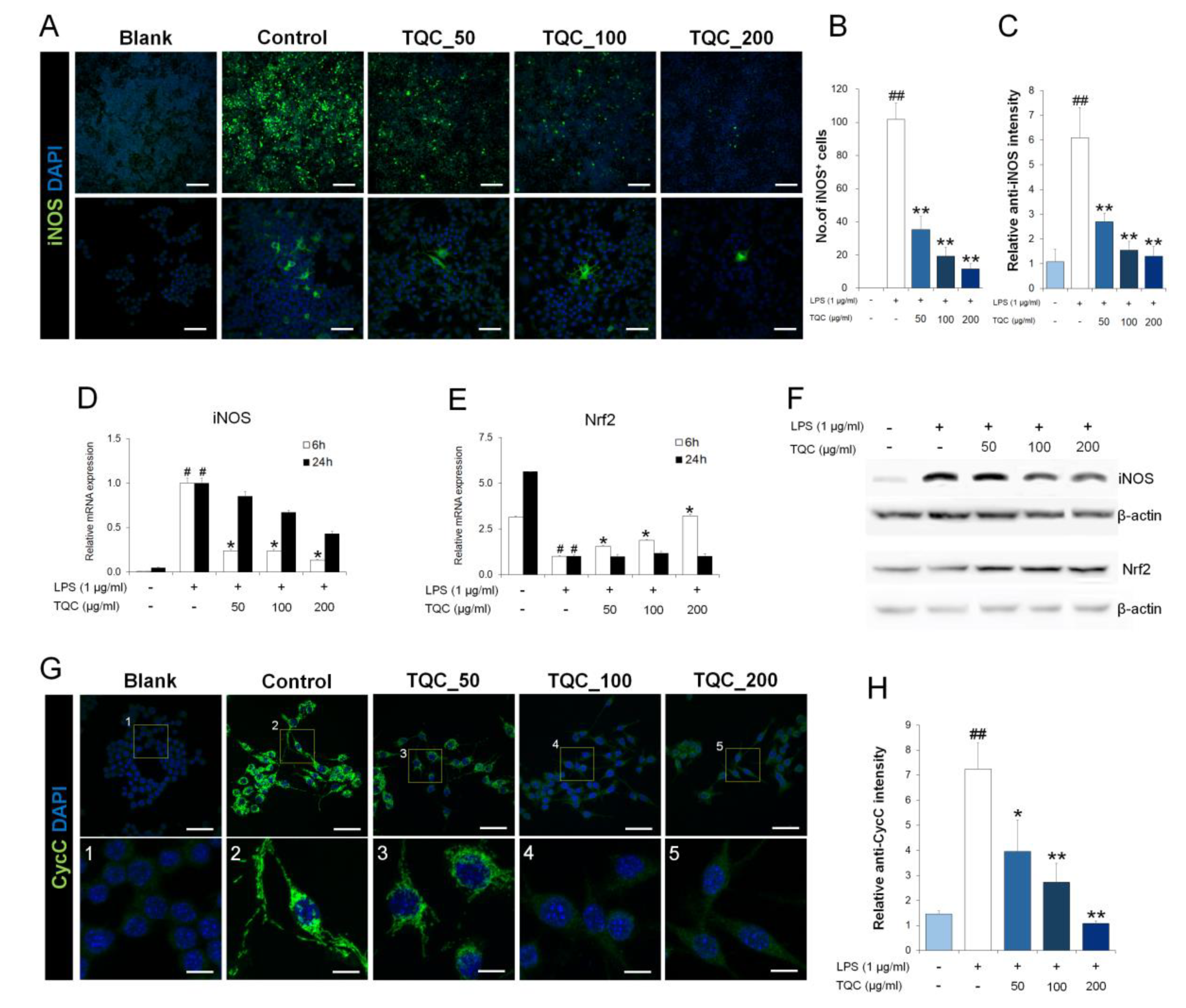 Antioxidants 09 00548 g005