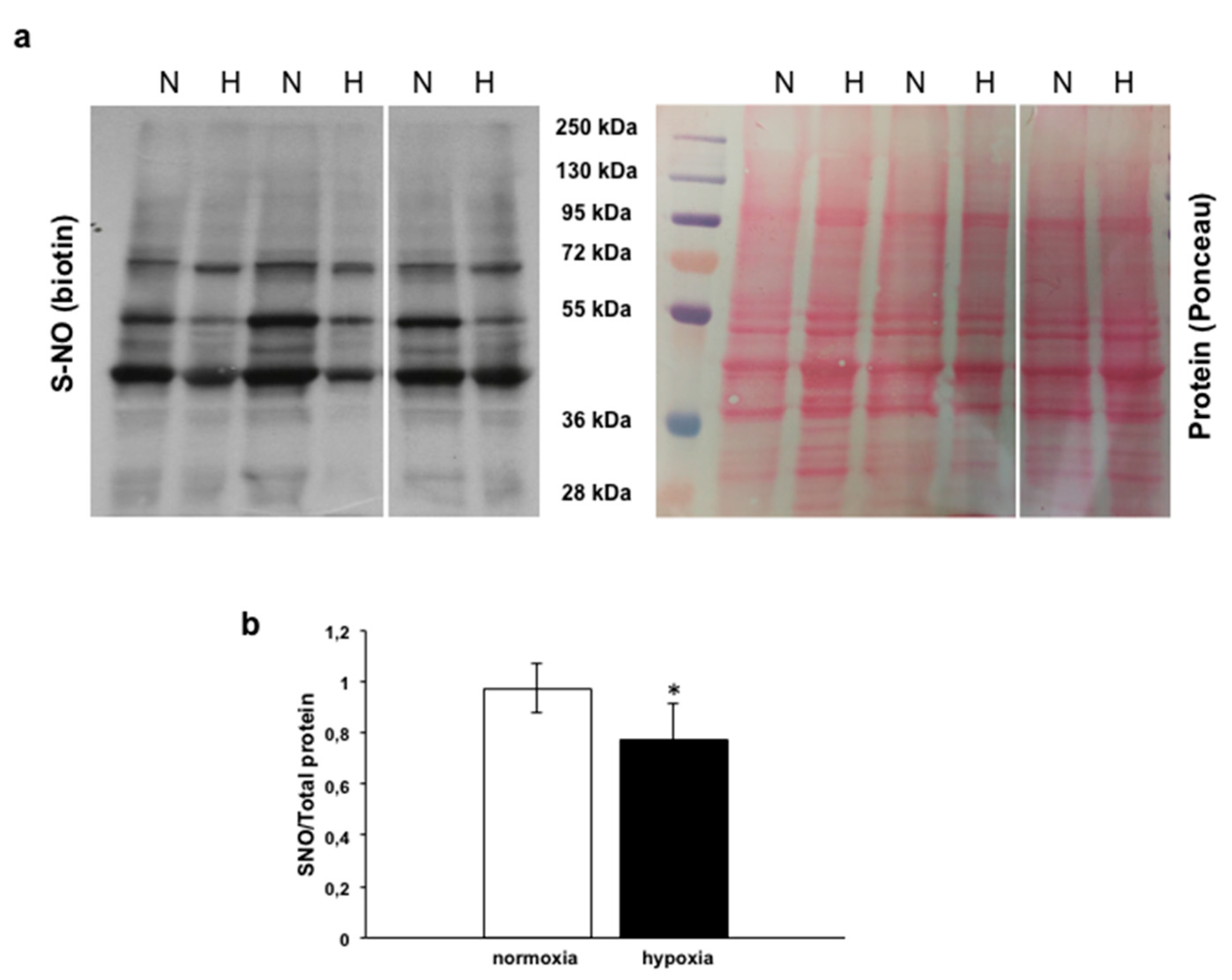 Antioxidants 09 00555 g004 Antioxidants 09 00555 g004