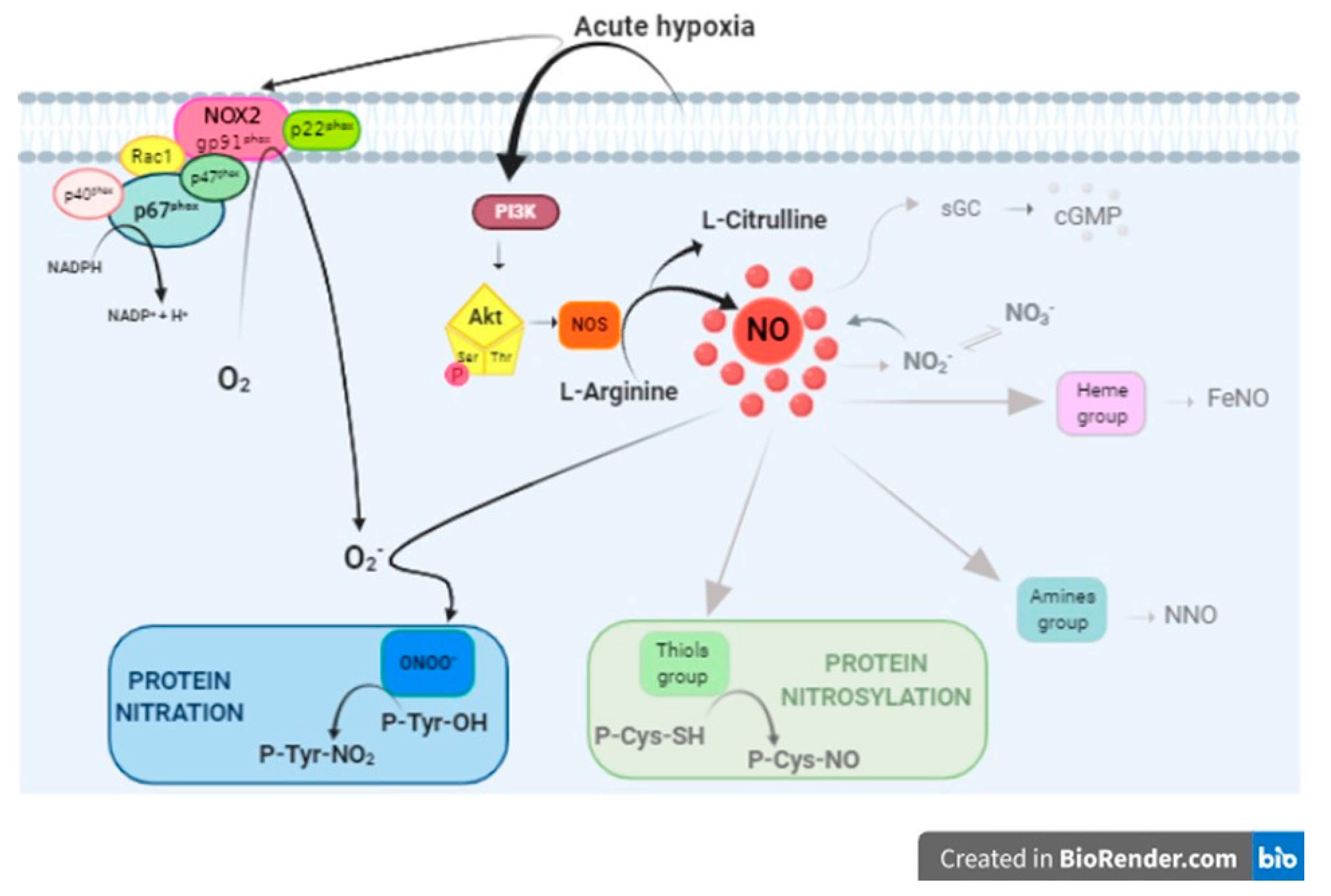 Antioxidants 09 00555 g007 Antioxidants 09 00555 g007
