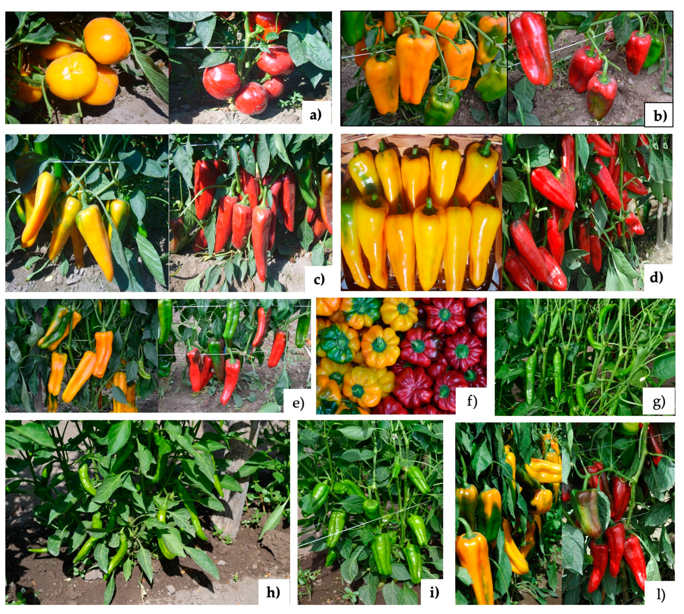 Antioxidants 09 00556 g001 Antioxidants 09 00556 g001