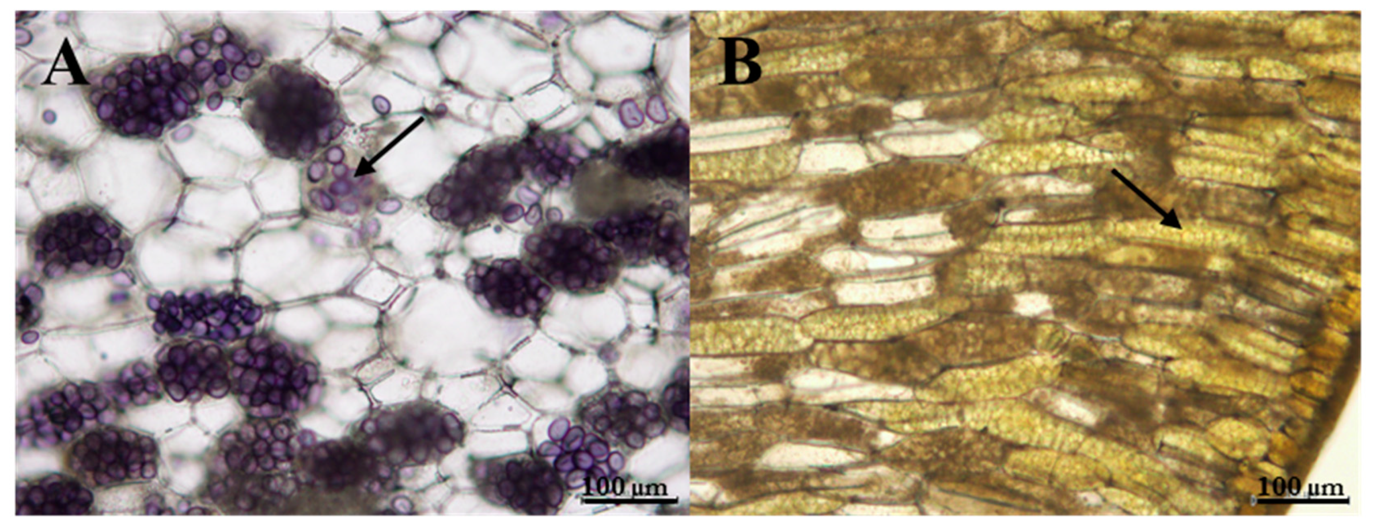 Antioxidants 09 00558 g004