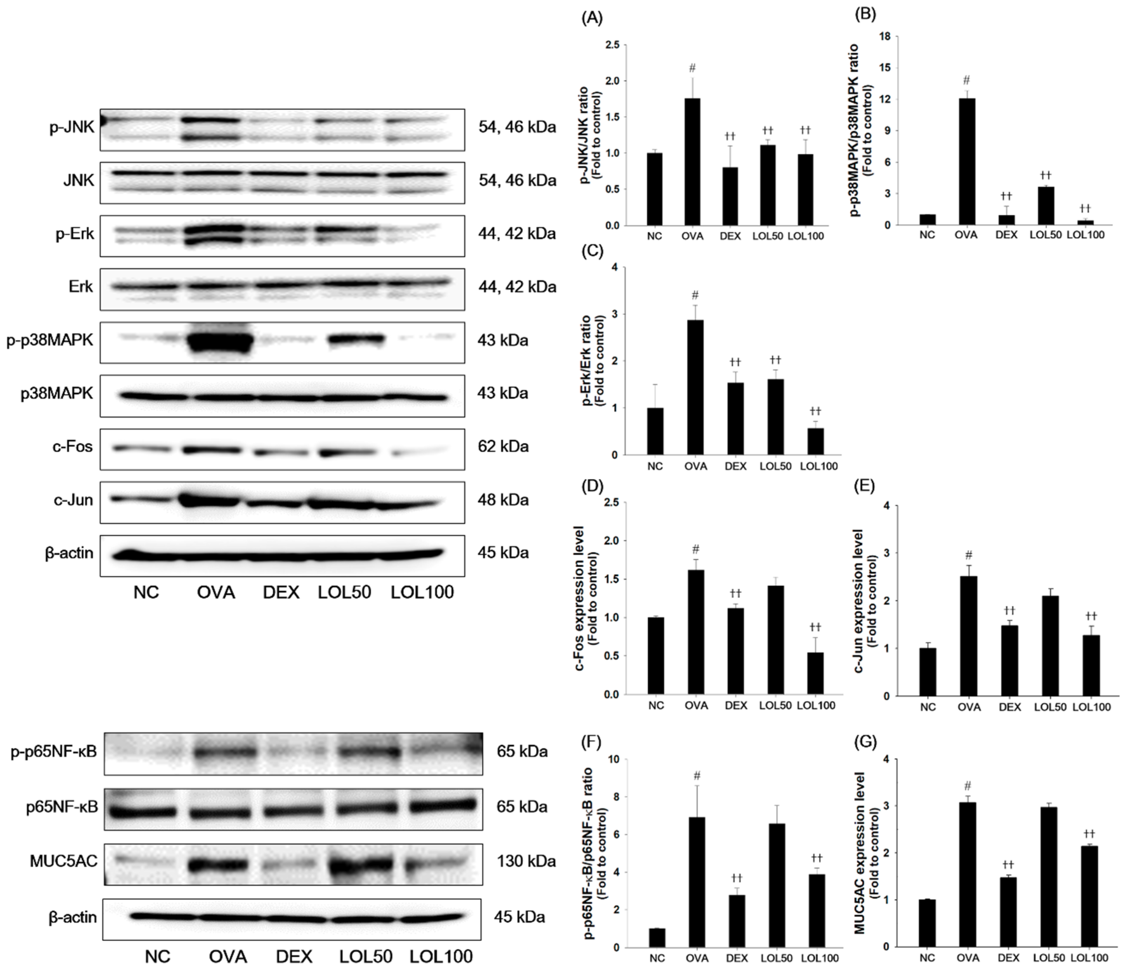 Antioxidants 09 00563 g005