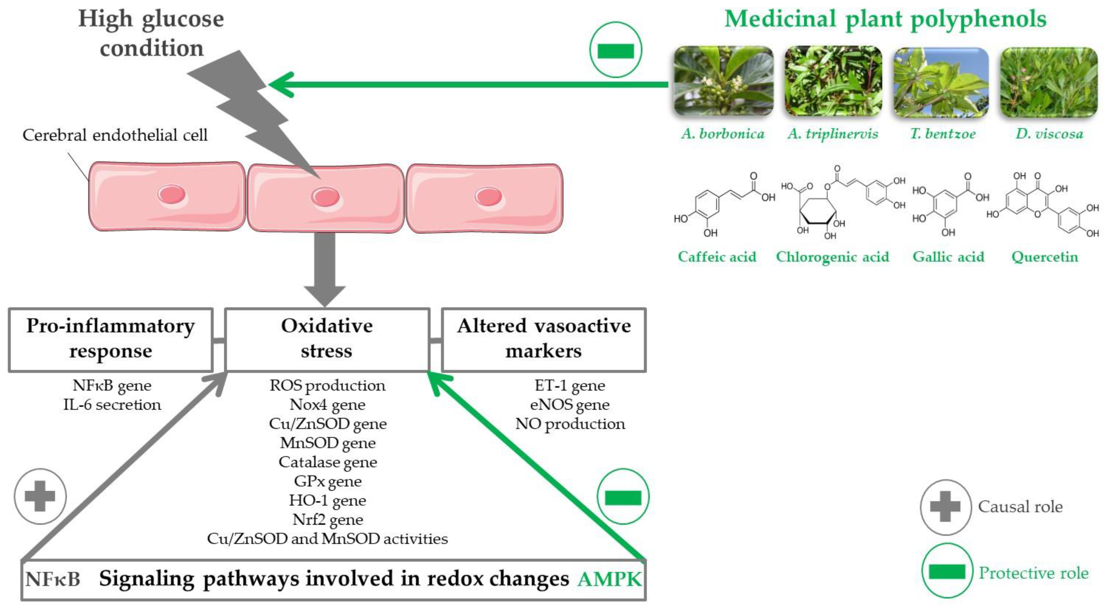 Antioxidants Free FullText Medicinal Plant Polyphenols Attenuate