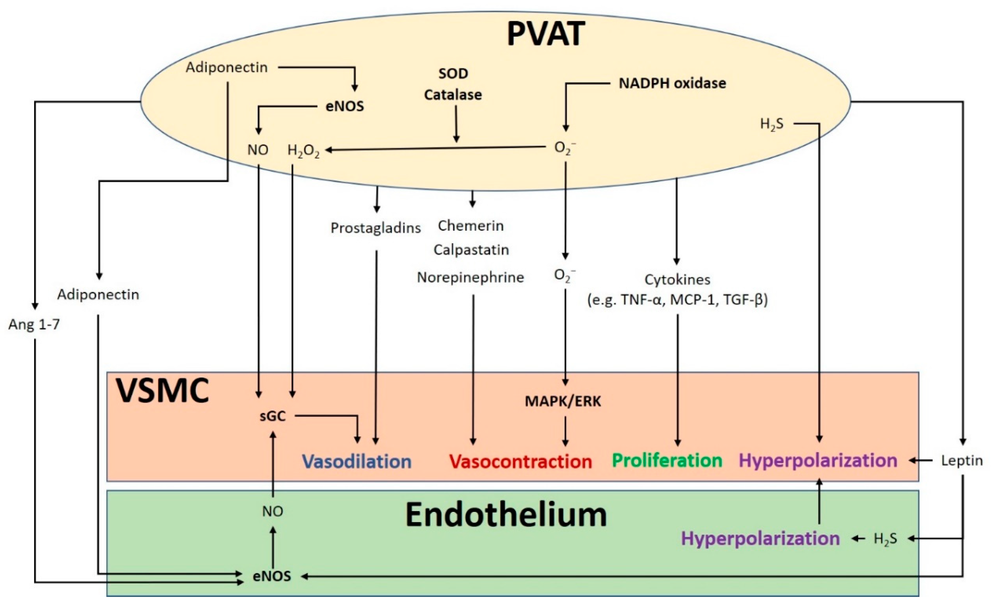 Antioxidants 09 00574 g001