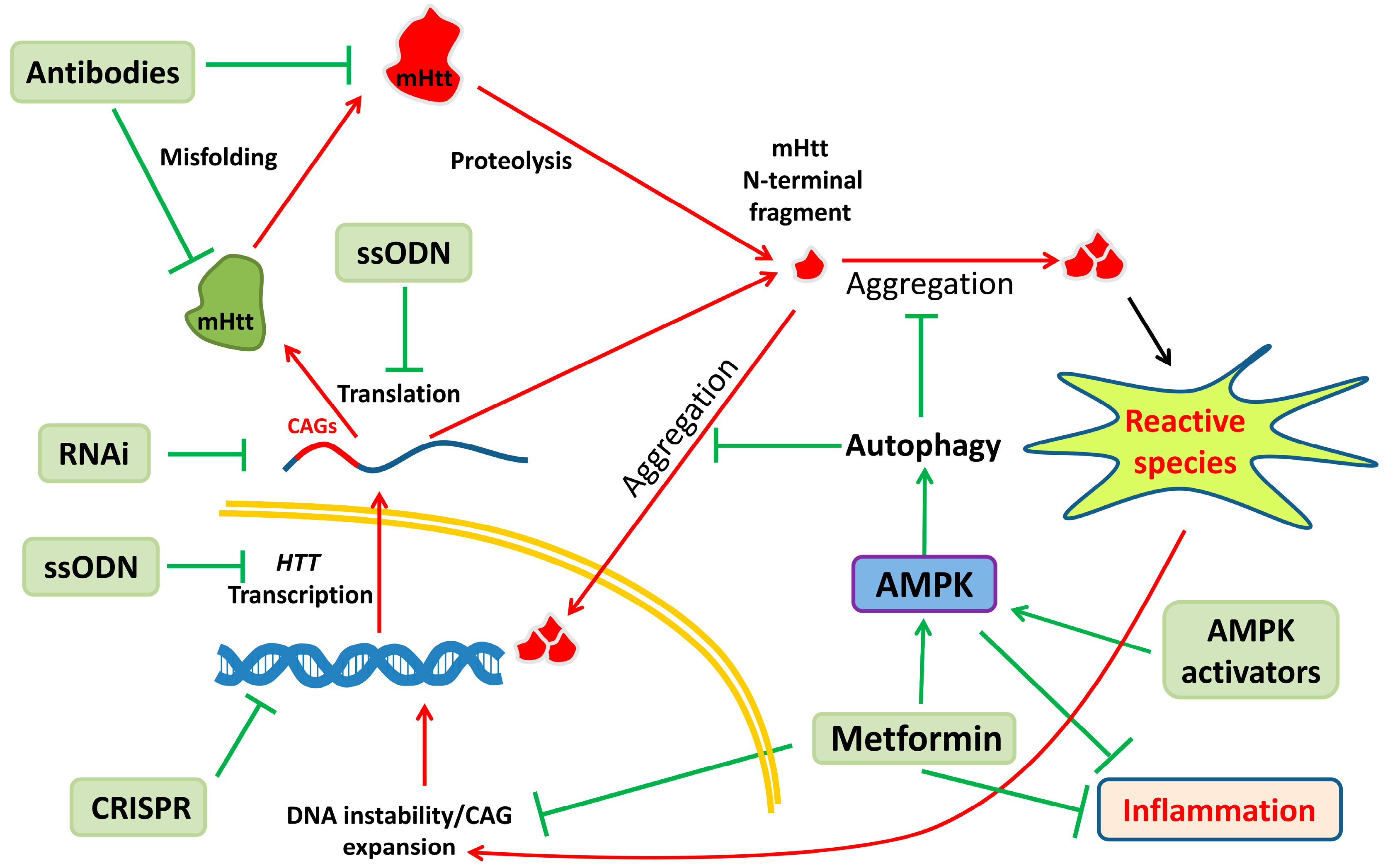 Antioxidants 09 00577 g002 Antioxidants 09 00577 g002
