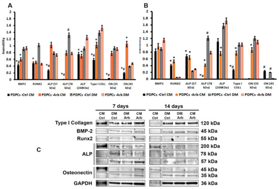 Antioxidants Free Full Text Insights Into Arbutin Effects On Bone Cells Towards The Development Of Antioxidant Titanium Implants Html