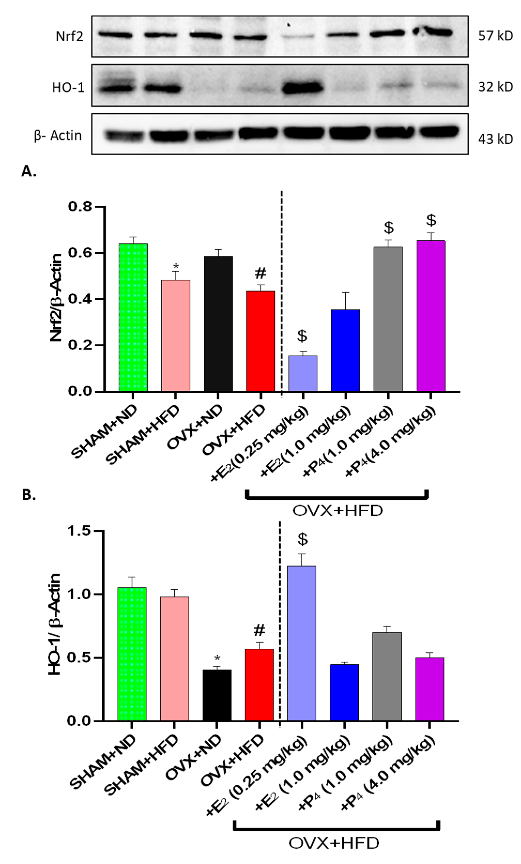 Antioxidants 09 00582 g006a Antioxidants 09 00582 g006a