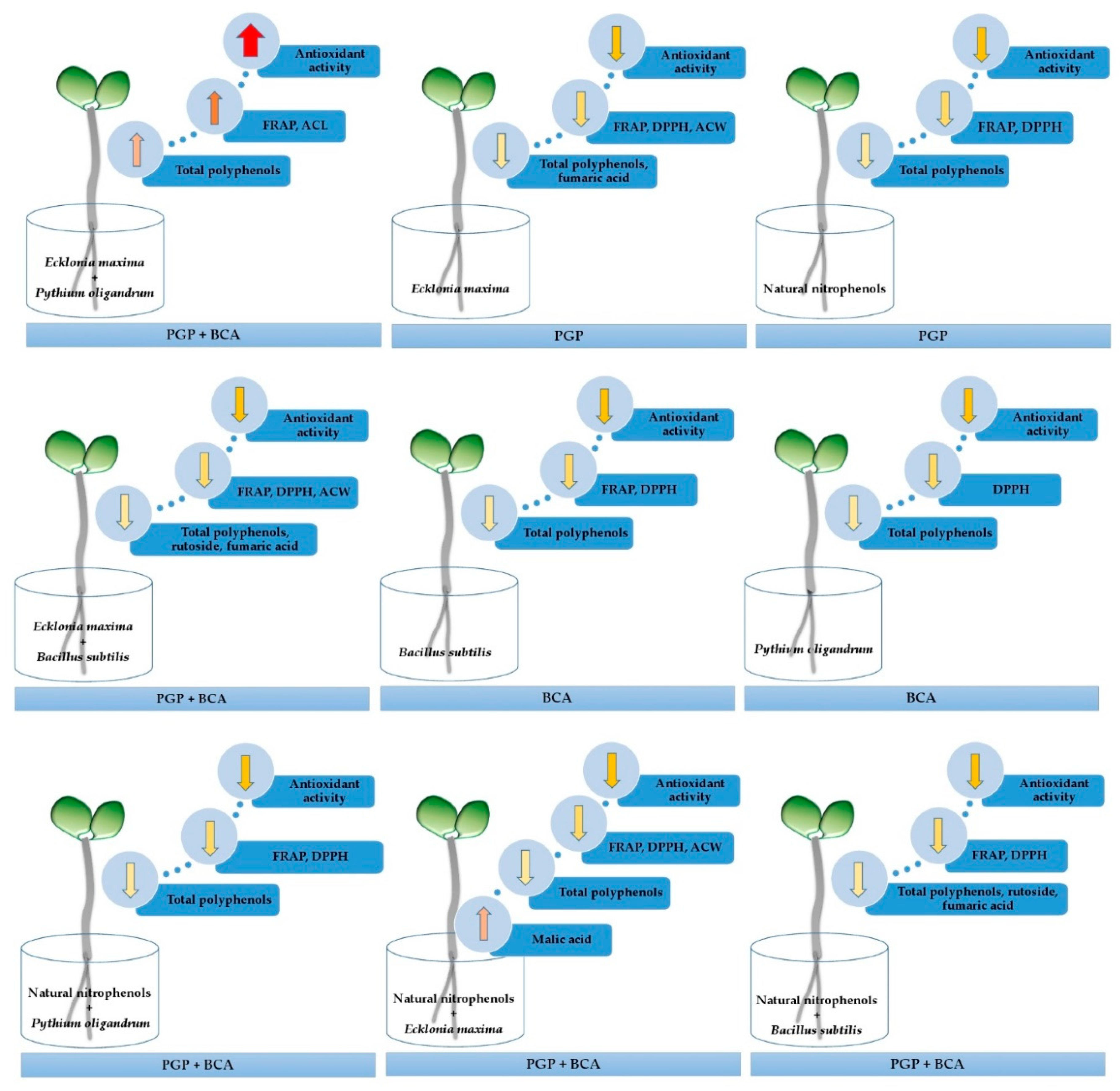 Antioxidants 09 00584 g004