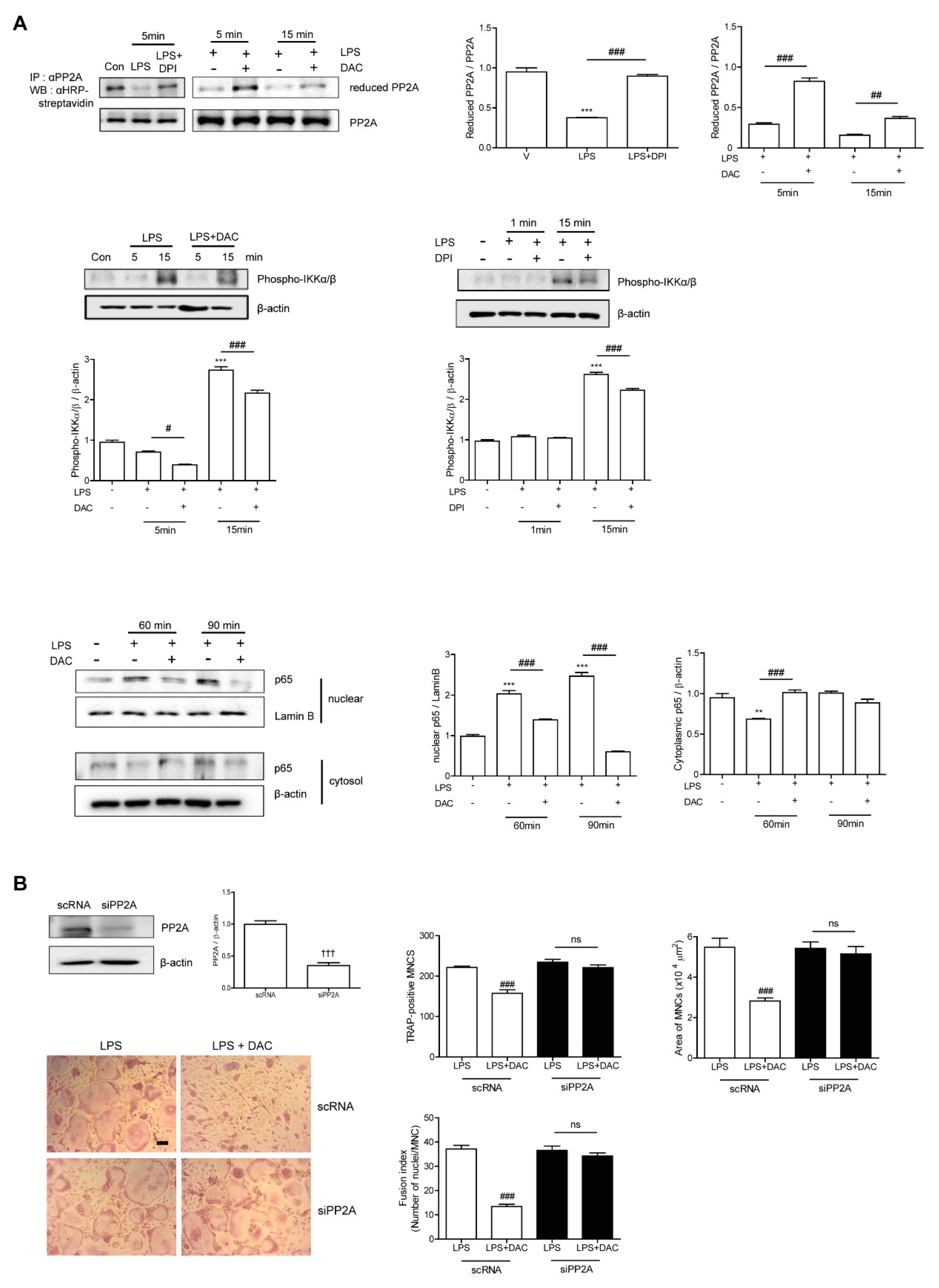 Antioxidants 09 00588 g004 Antioxidants 09 00588 g004
