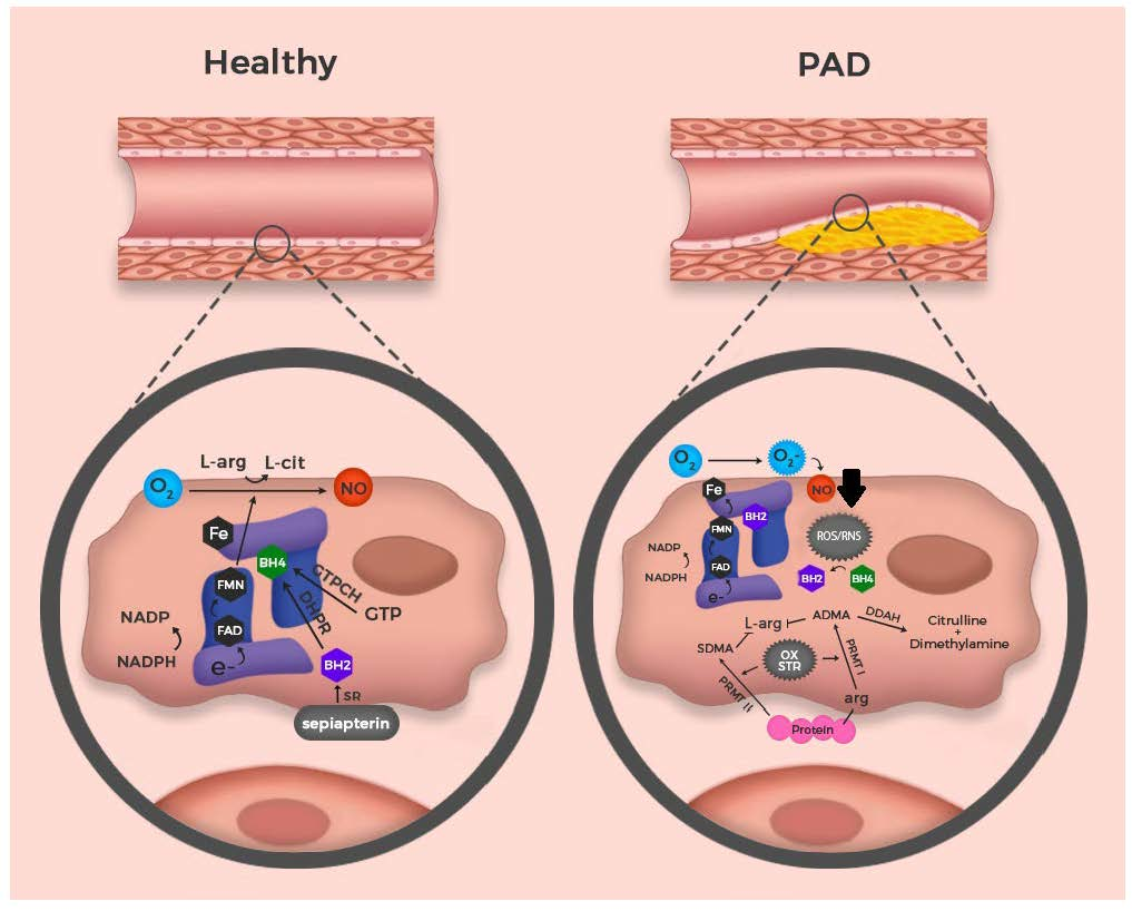 Antioxidants Free FullText The Nitric Oxide System in Peripheral