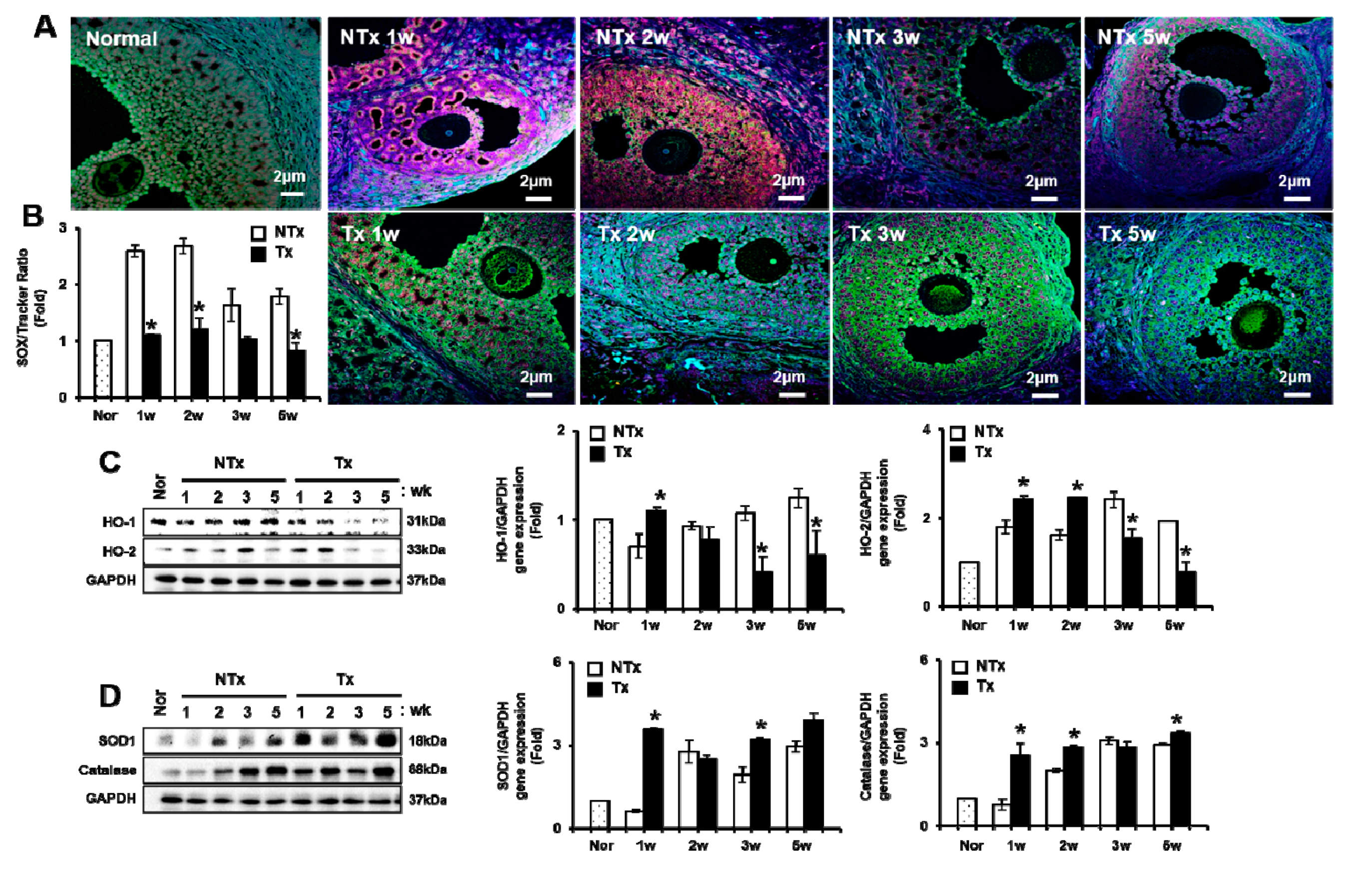 Antioxidants 09 00591 g003