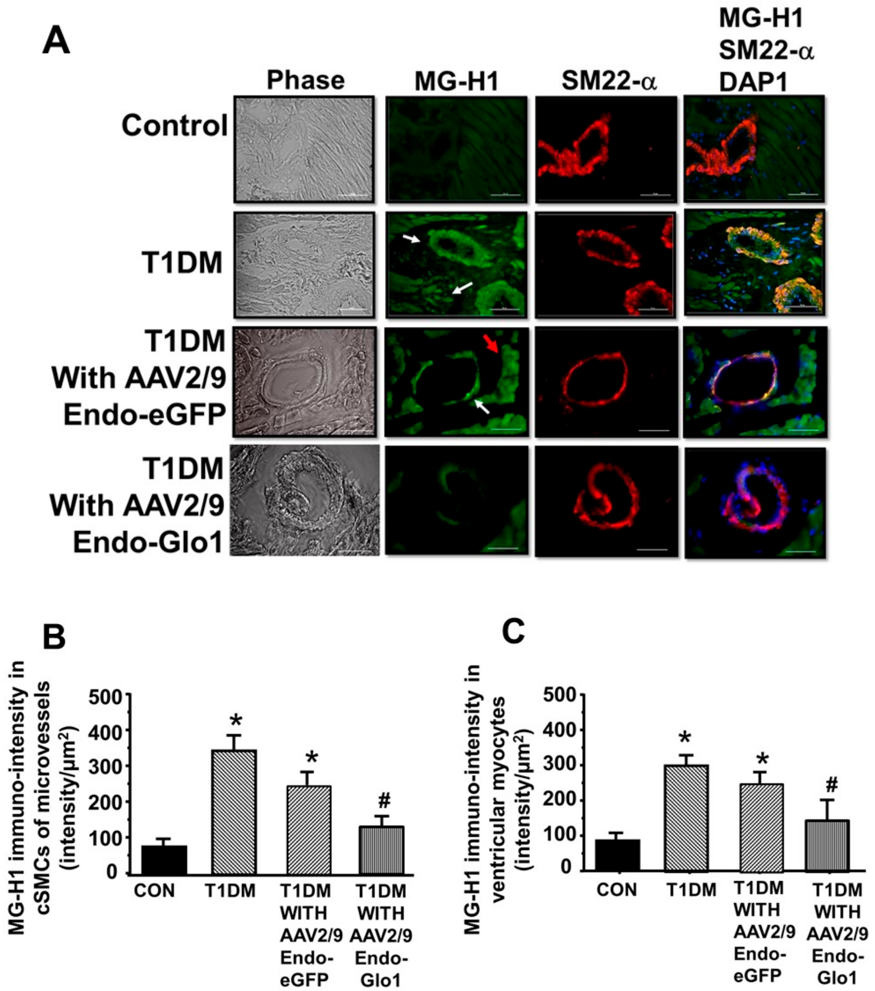 Antioxidants 09 00592 g007a Antioxidants 09 00592 g007a