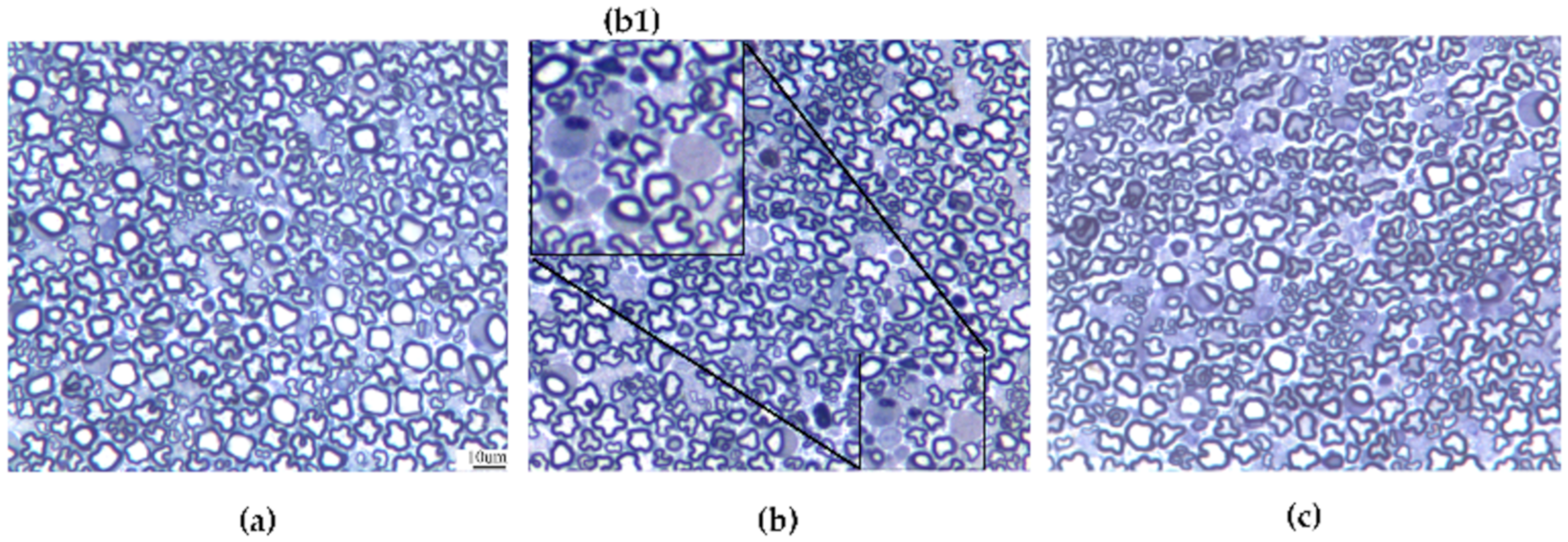 Antioxidants 09 00594 g005 Antioxidants 09 00594 g005