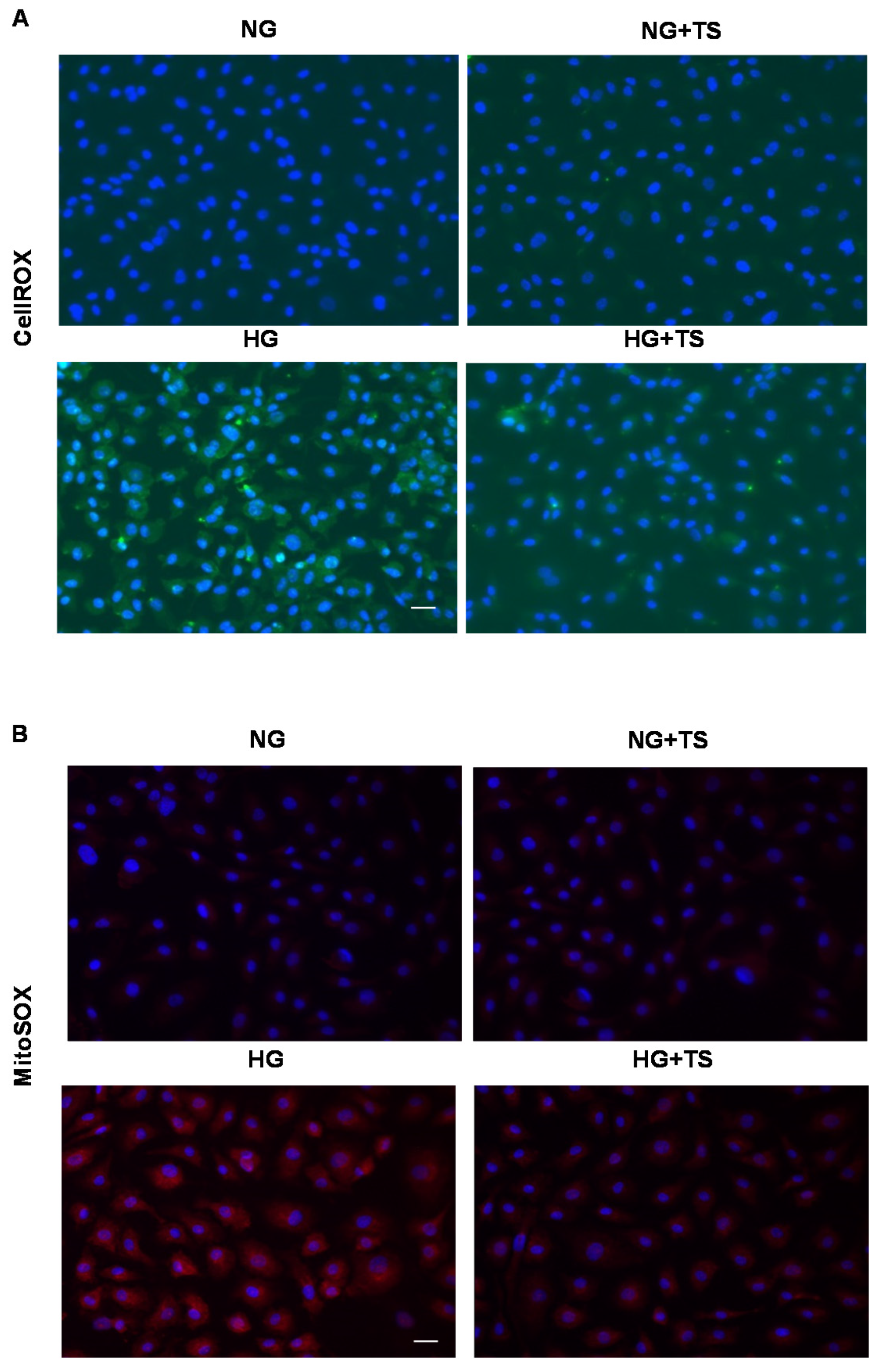 Antioxidants 09 00599 g008