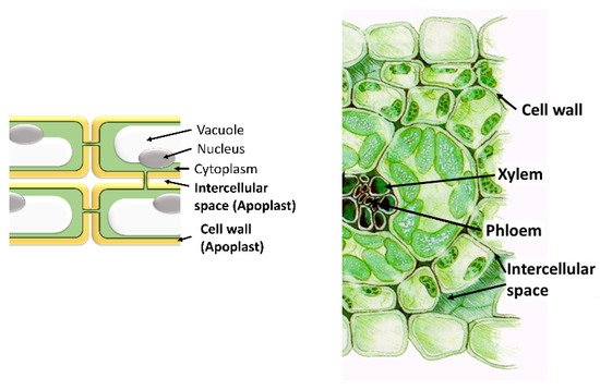 Antioxidants | Free Full-Text | The Apoplast: A Key Player in Plant