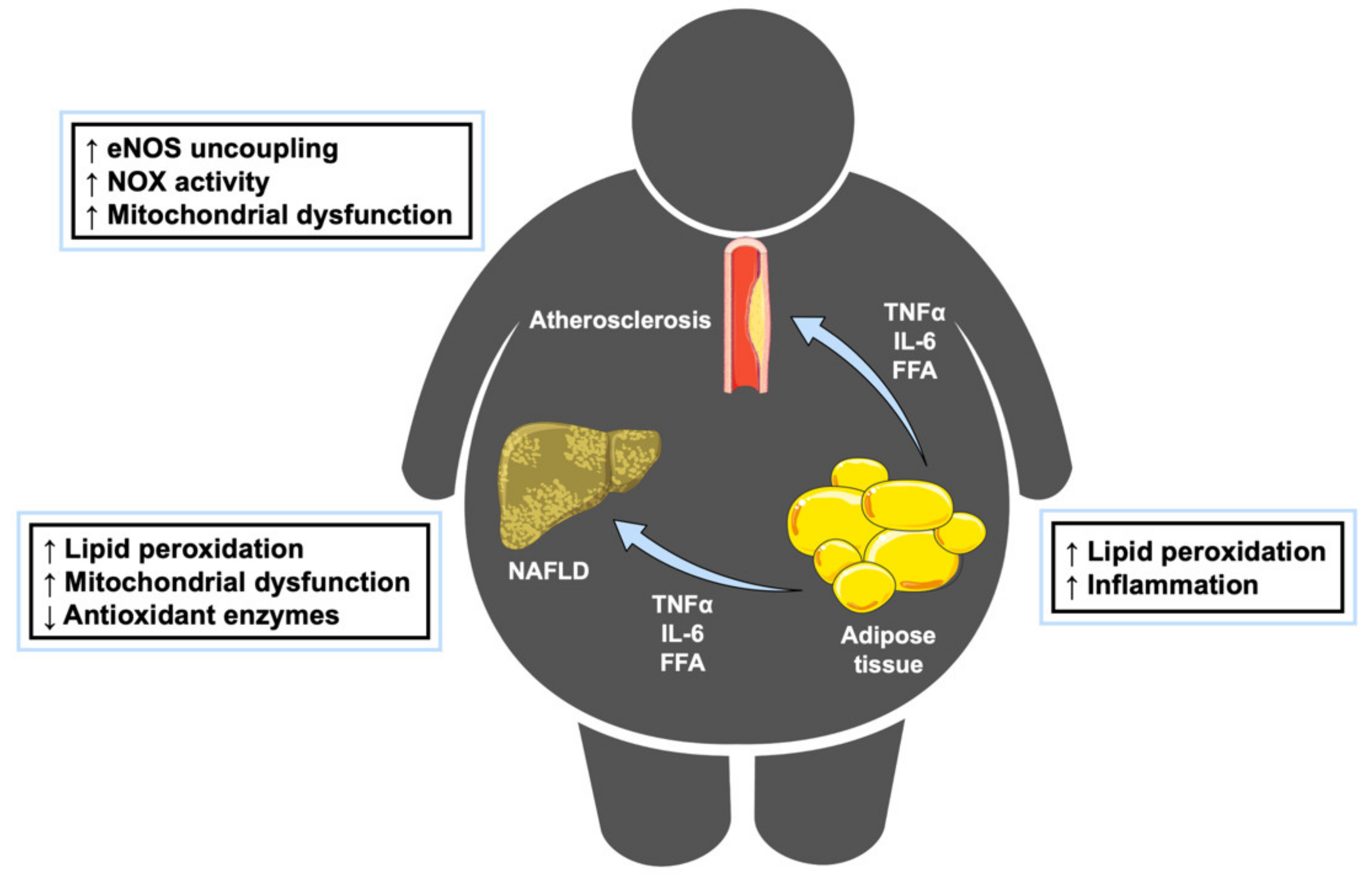 strong Figure 1/strong br/ p Obesity promotes the development of other cond...