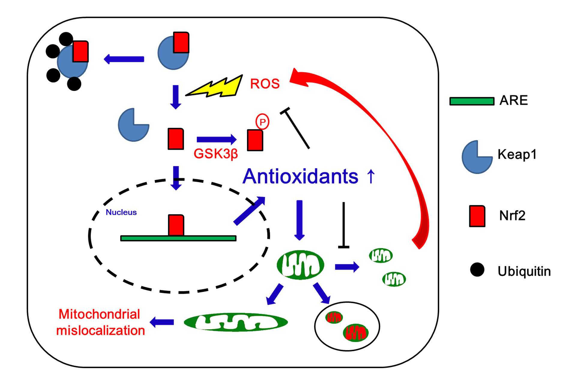 Nuclear текст. Mitochondrial Fusion. Antioxidant Genes mechaniseme. Mitochondrial Eve. Antioxidant Genes Cat mechaniseme