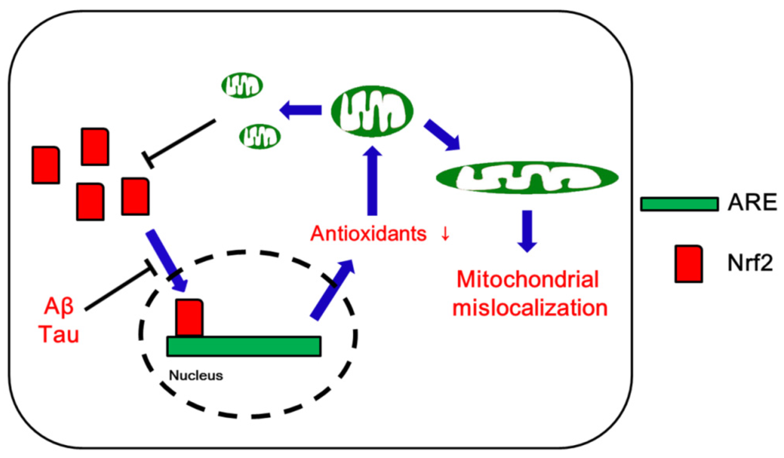 Antioxidants 09 00617 g003