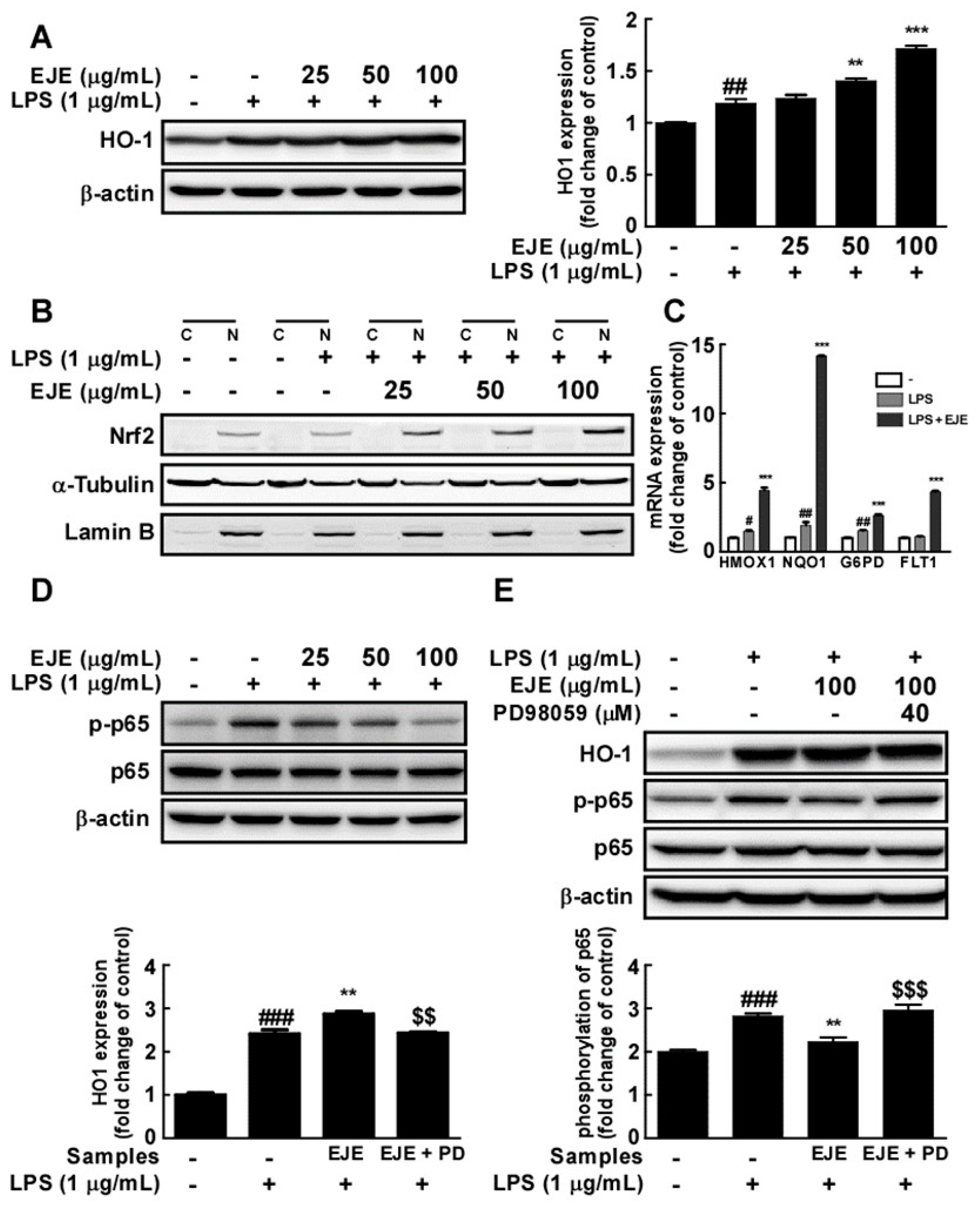 Antioxidants 09 00626 g004 Antioxidants 09 00626 g004