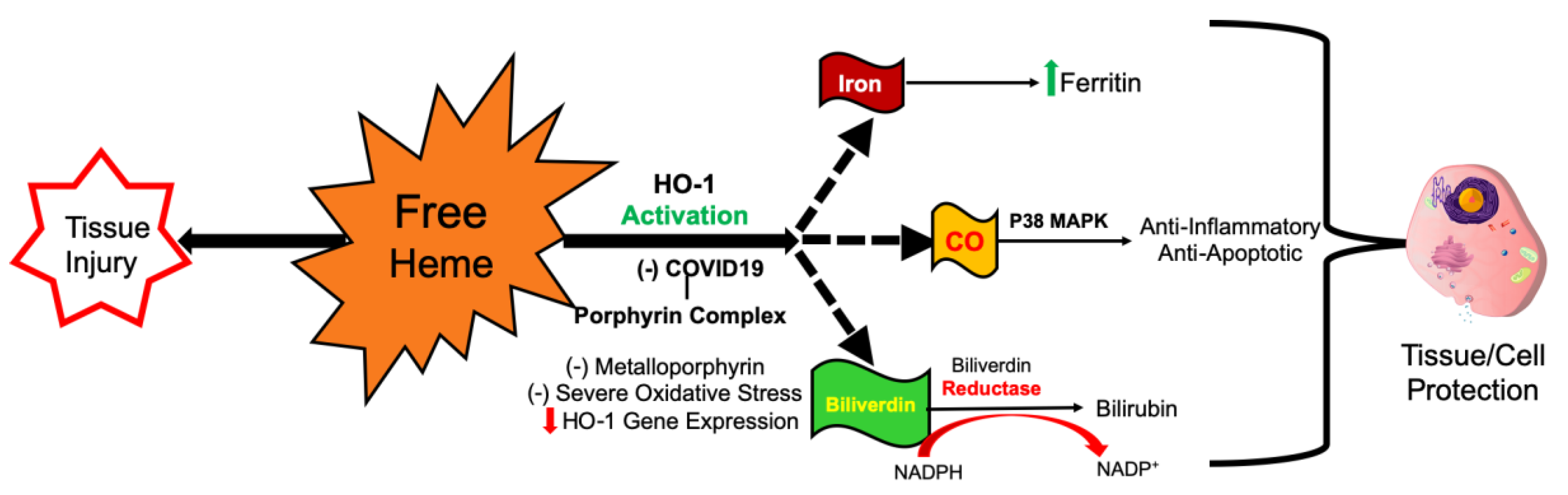 Antioxidants 09 00636 g003 Antioxidants 09 00636 g003