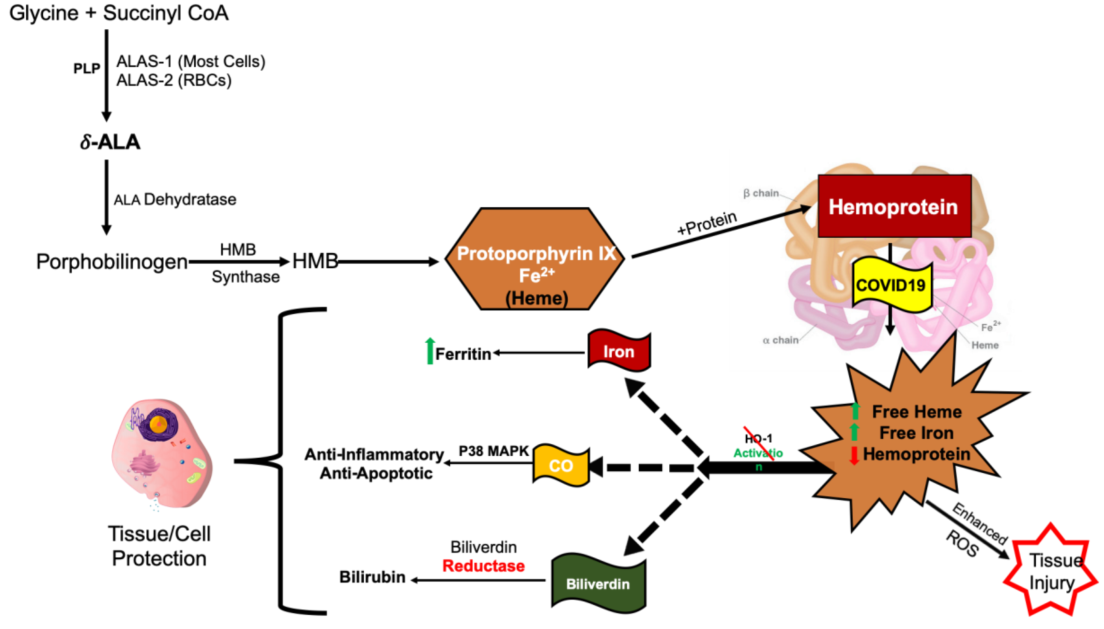 Antioxidants 09 00636 g004 Antioxidants 09 00636 g004