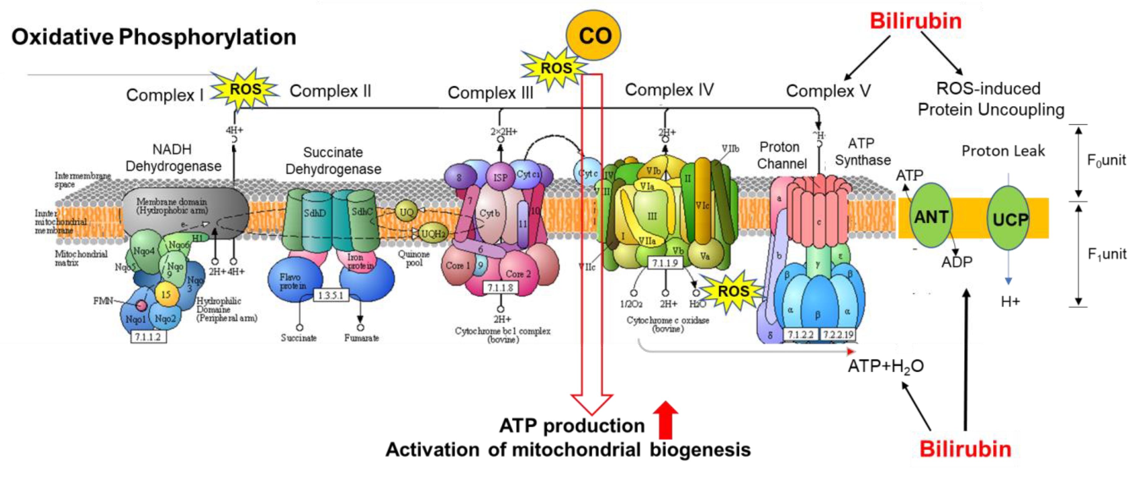 Antioxidants 09 00636 g006 Antioxidants 09 00636 g006
