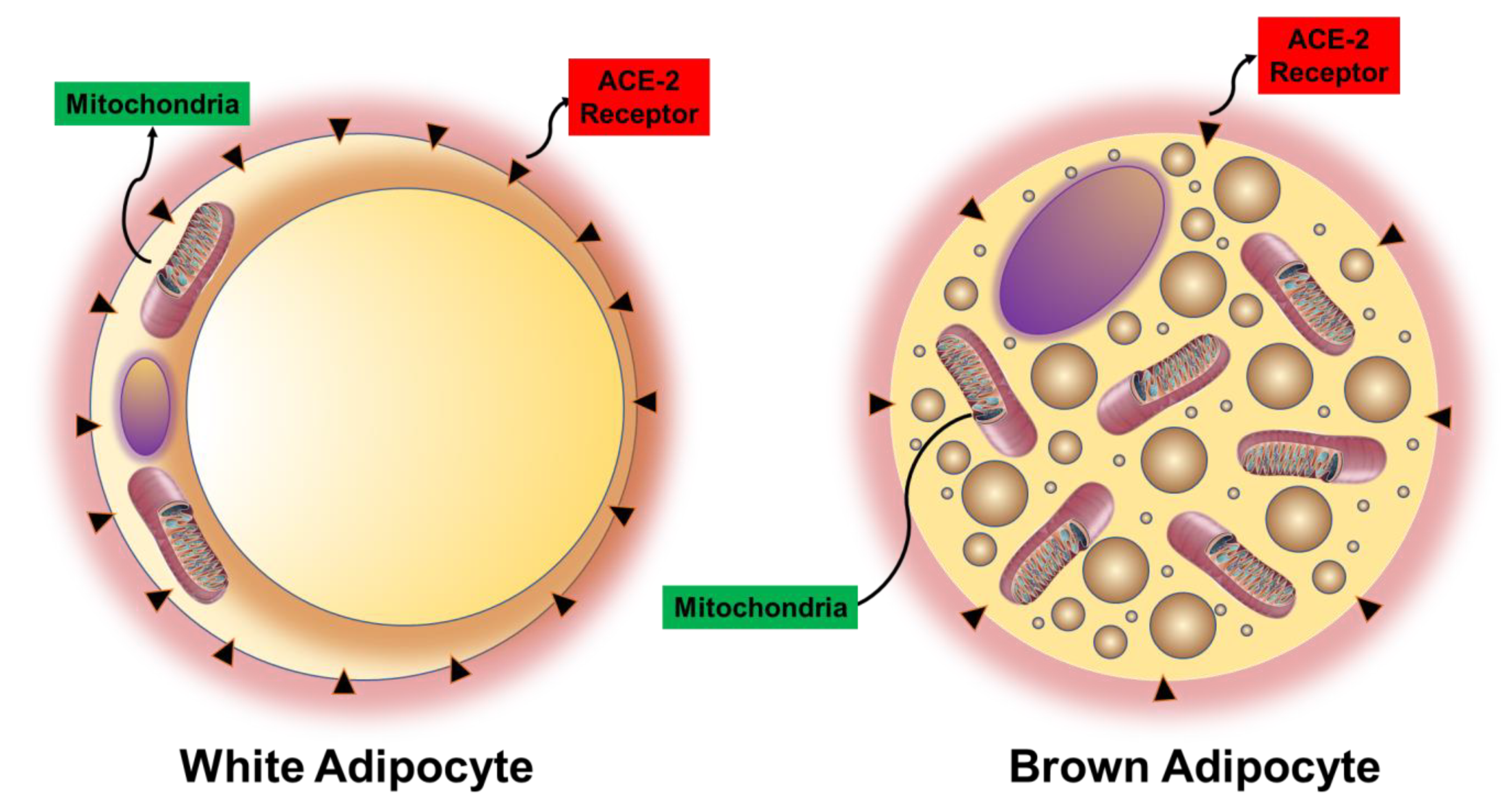 Antioxidants 09 00636 g007 Antioxidants 09 00636 g007