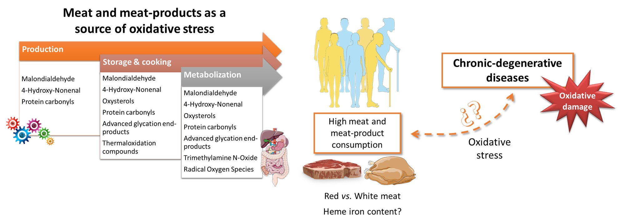 Antioxidants Free FullText Can Meat and MeatProducts Induce