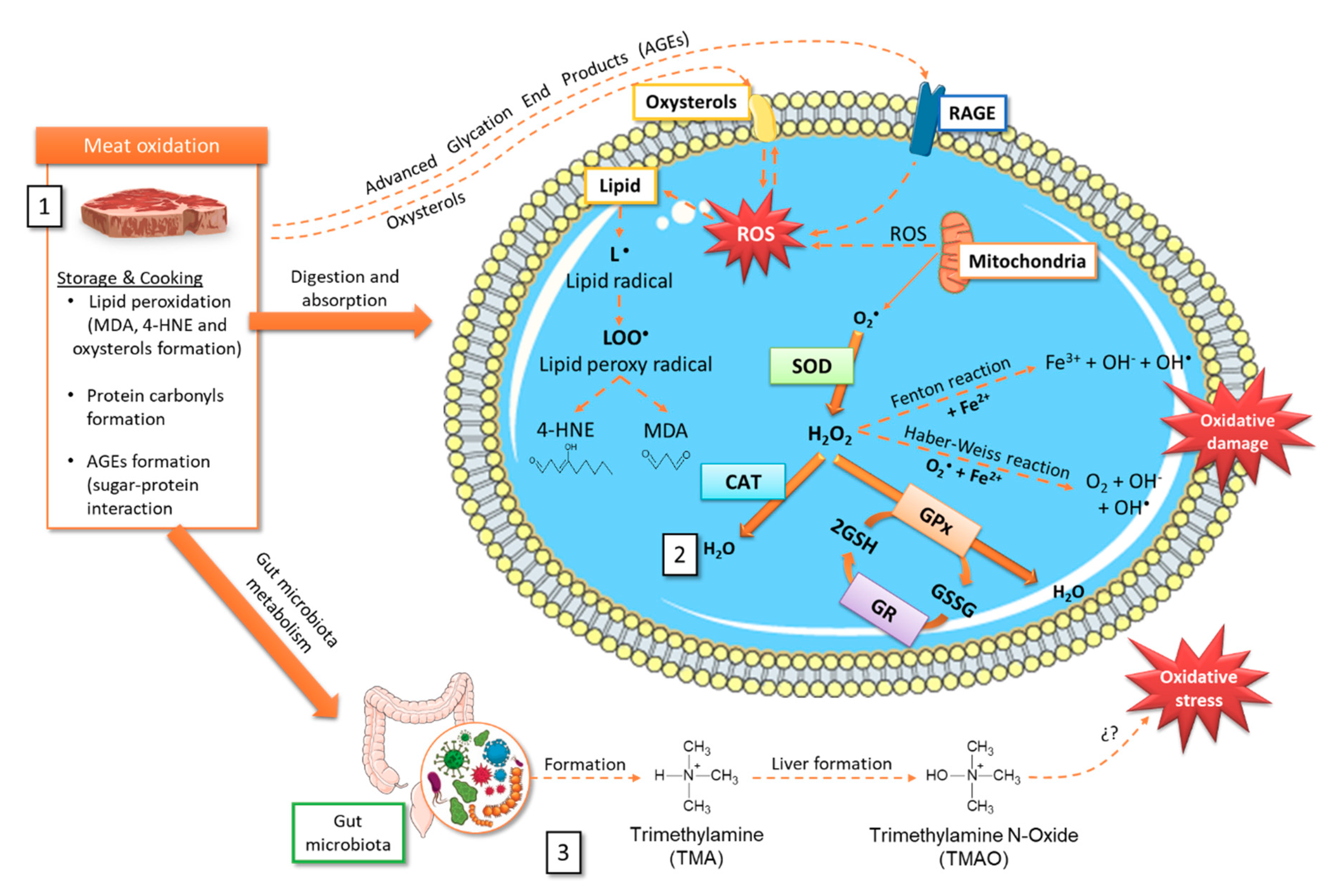 Antioxidants 09 00638 g002 Antioxidants 09 00638 g002