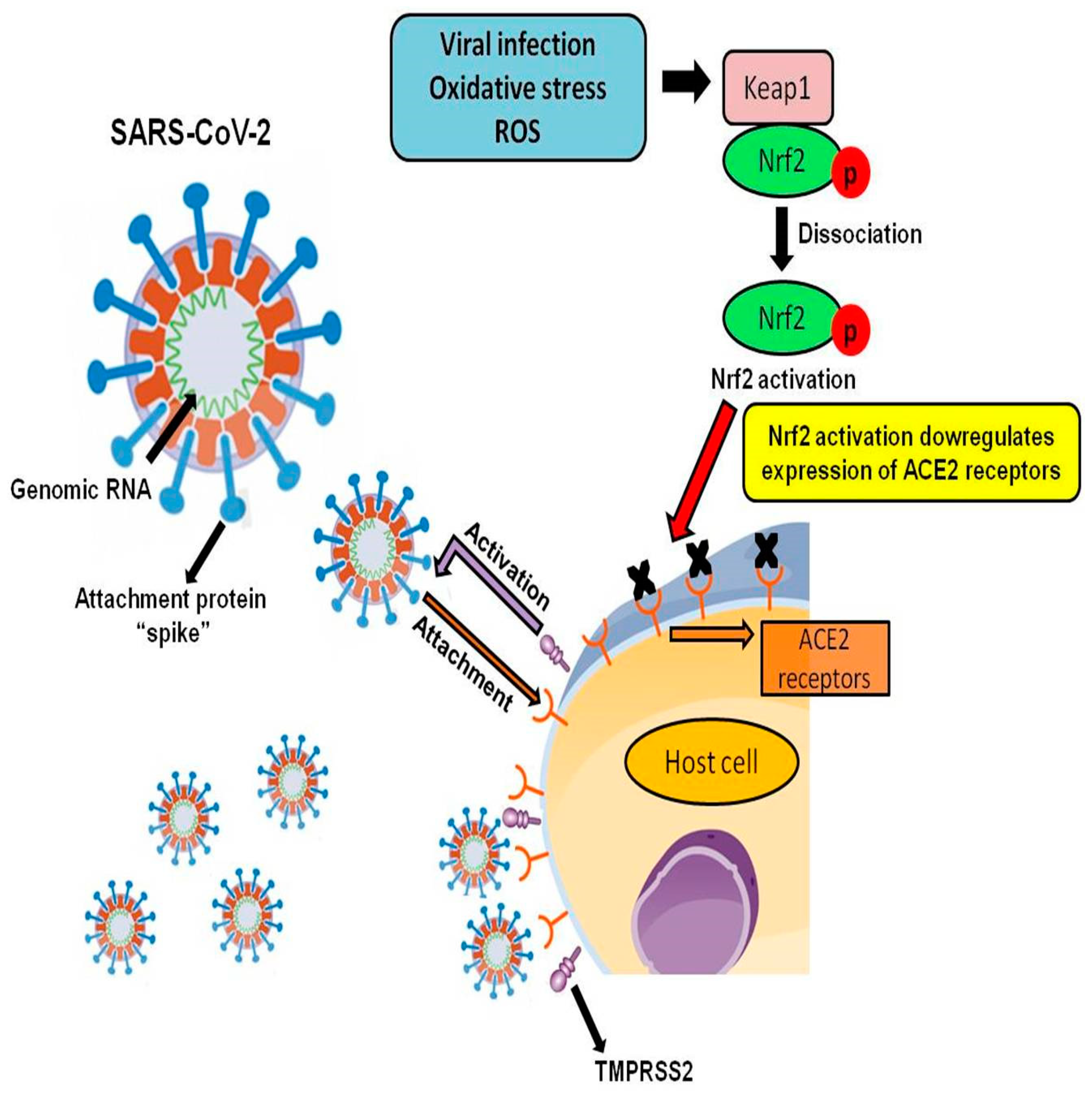 Antioxidants 09 00659 g002 Antioxidants 09 00659 g002