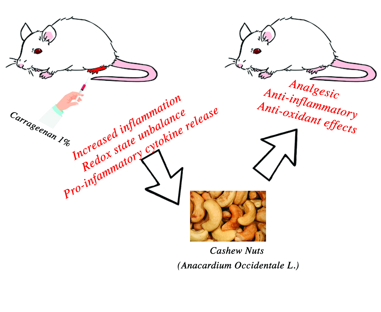 Antioxidants Free FullText Cashew (Anacardium occidentale L.) Nuts