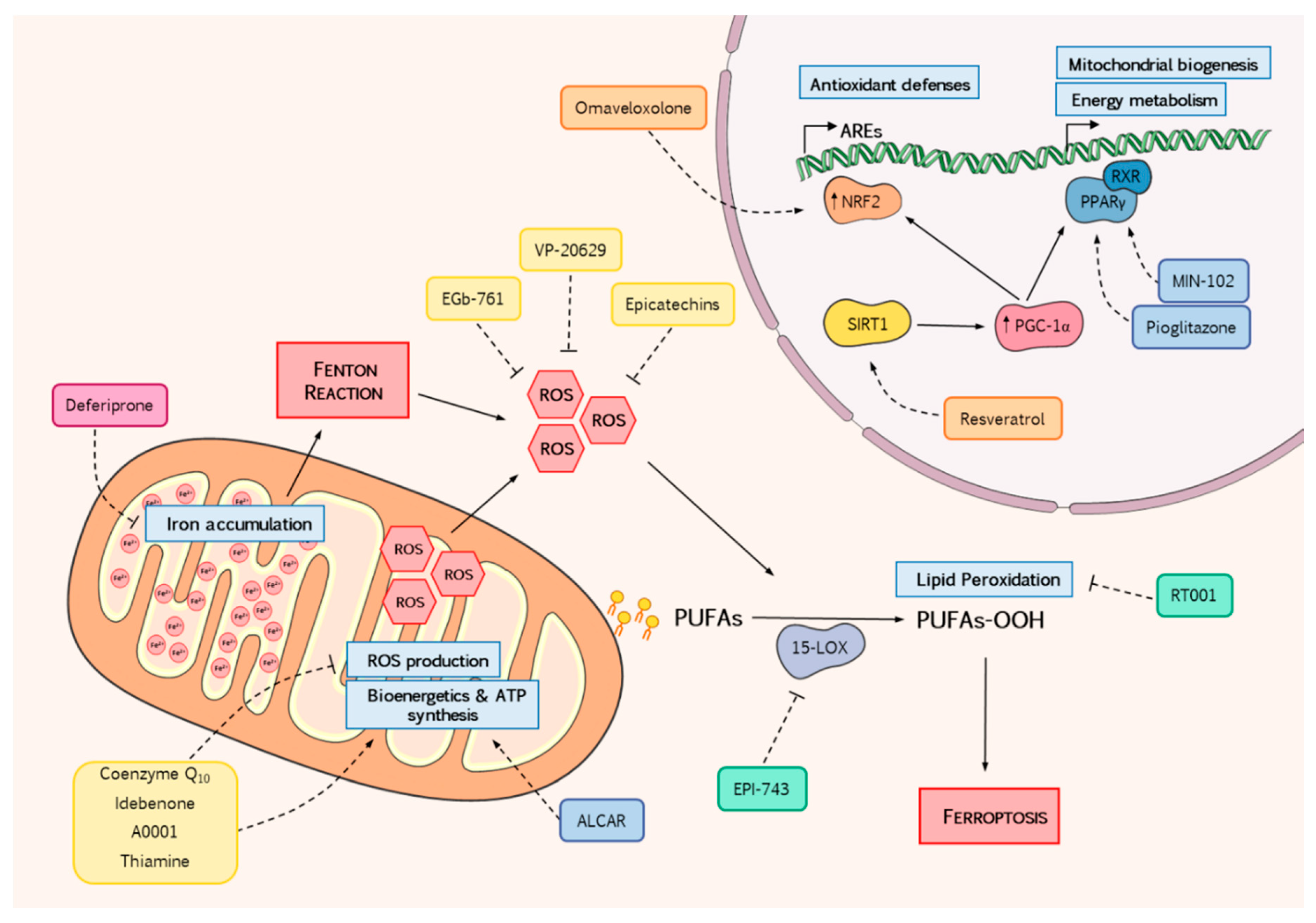 Antioxidants Free Full Text Antioxidant Therapies And Oxidative Stress In Friedreich S Ataxia The Right Path Or Just A Diversion Html