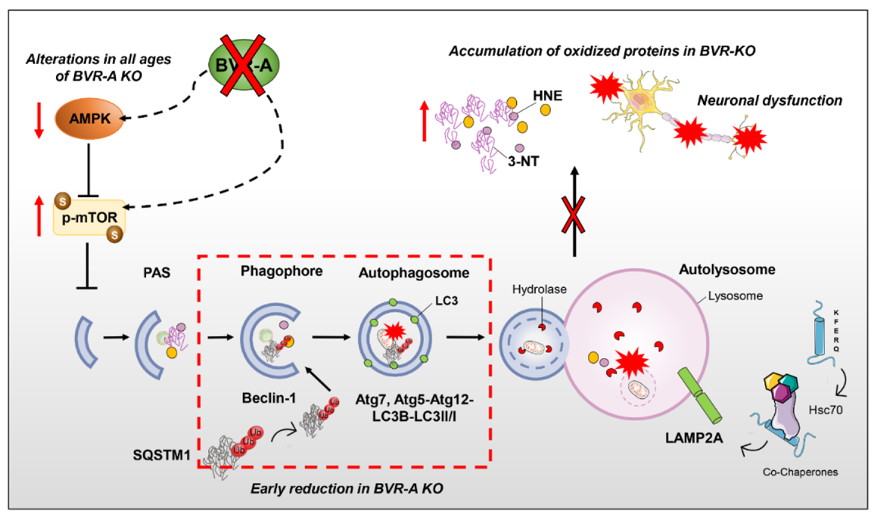 Antioxidants | Free Full-Text | BVR-A Deficiency Leads to Autophagy ...