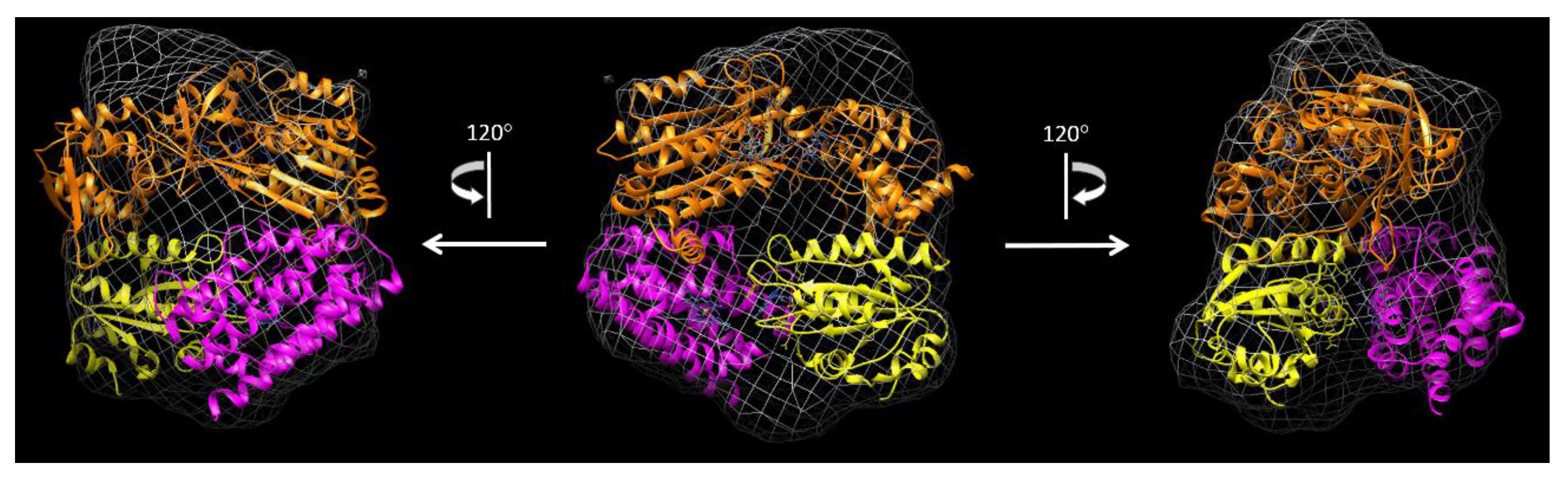 Antioxidants 09 00673 g005