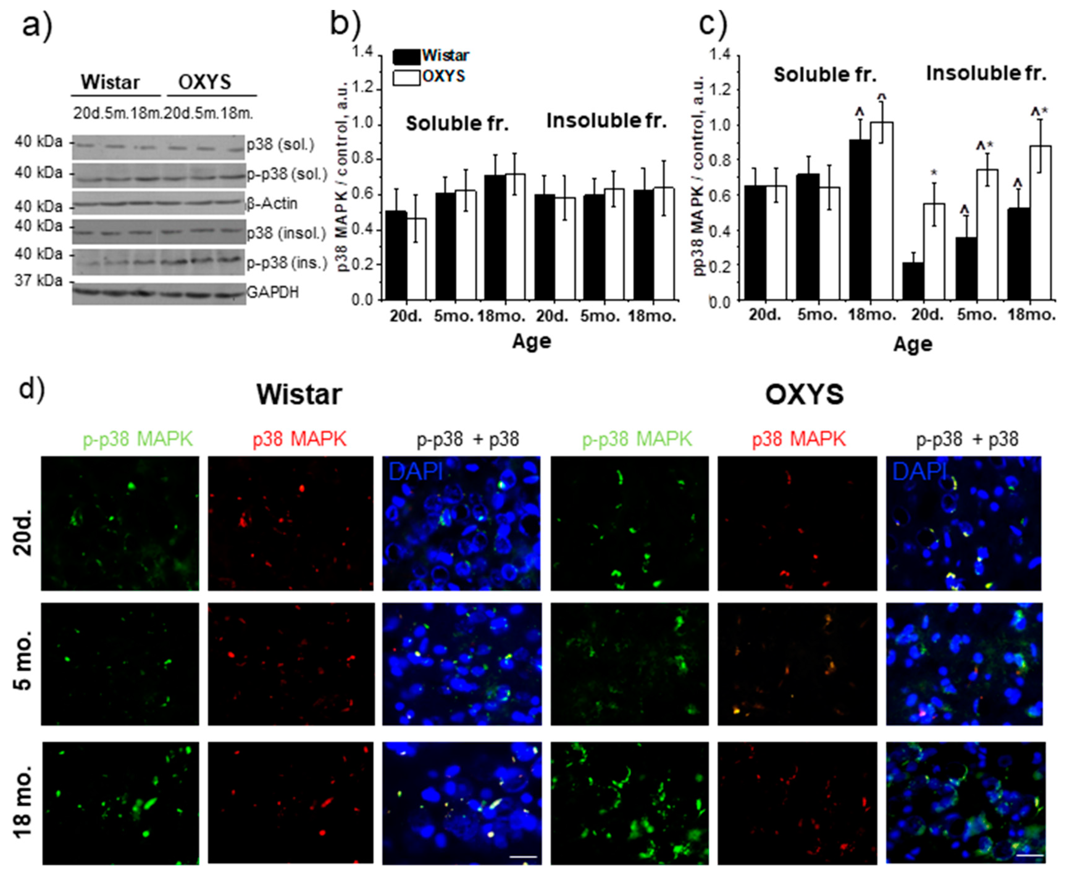Antioxidants 09 00676 g002