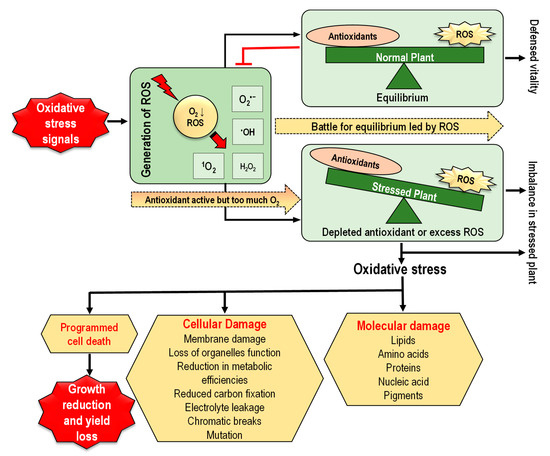 Reactive Oxygen Species and Antioxidant Defense in Plants